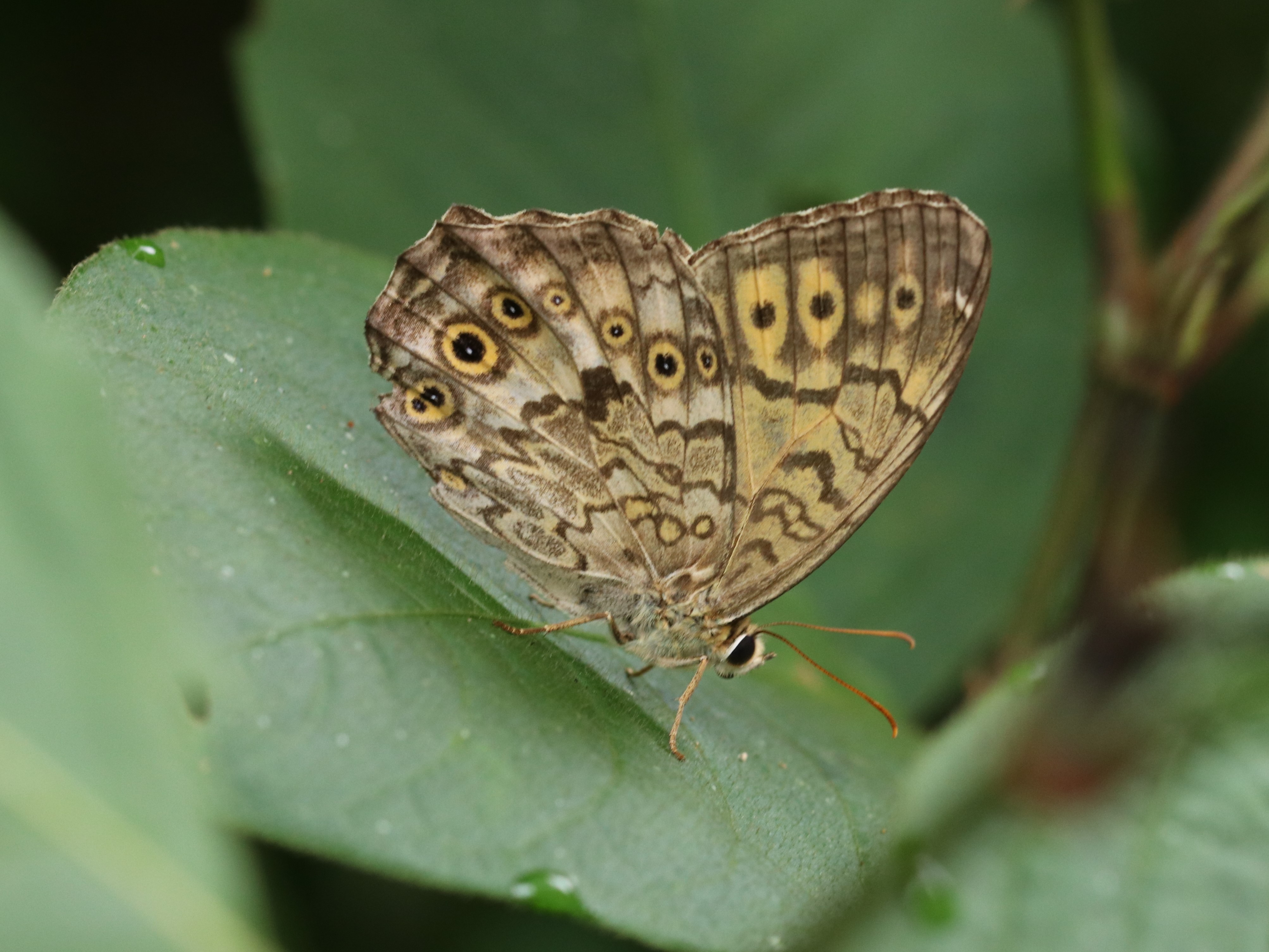 サトキマダラヒカゲ