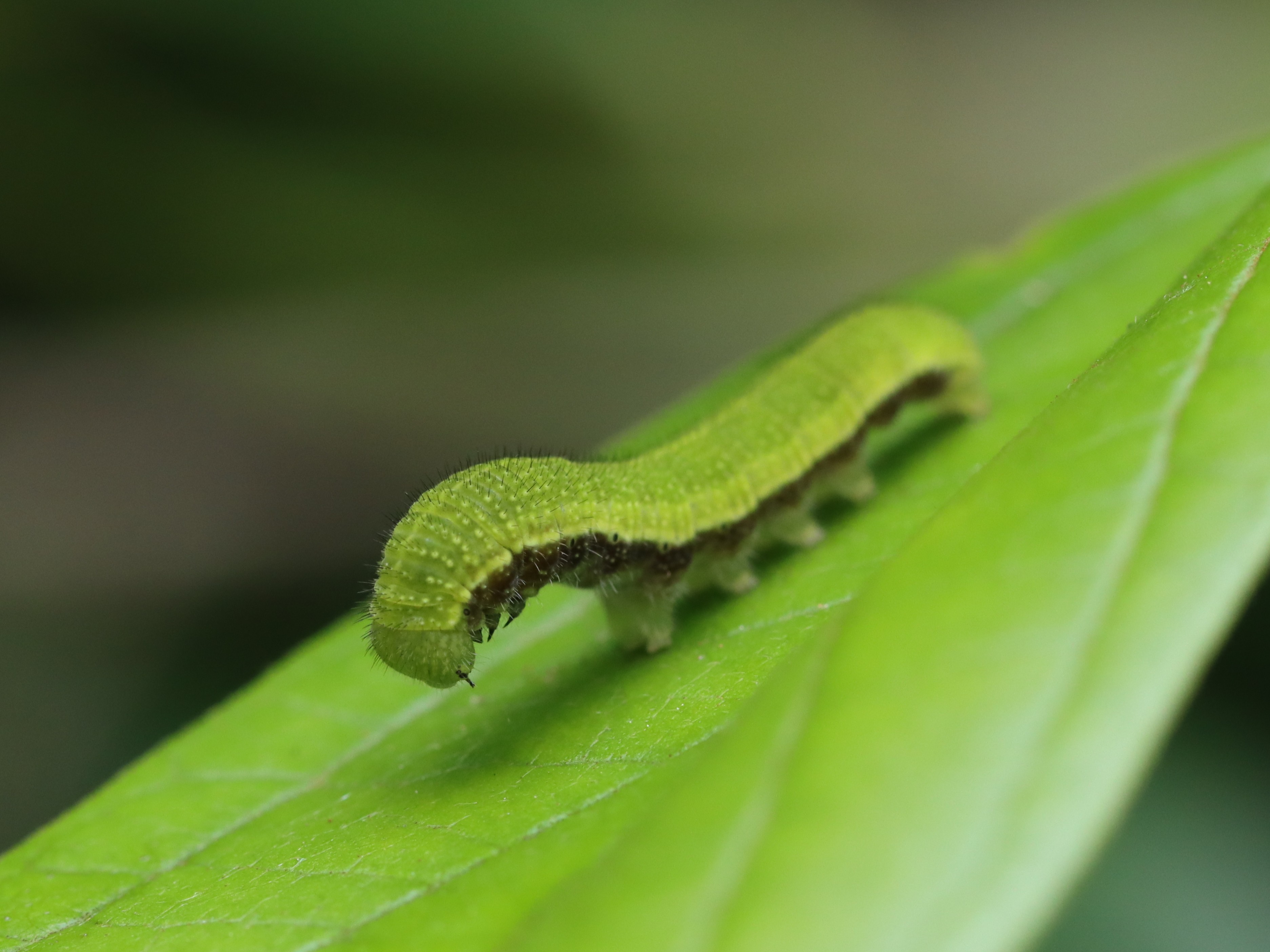 【横浜　AREA】　テングチョウ　4/18入荷 テングチョウ大発生 岩泉など岩手県内 原因不明、間もなく夏眠に