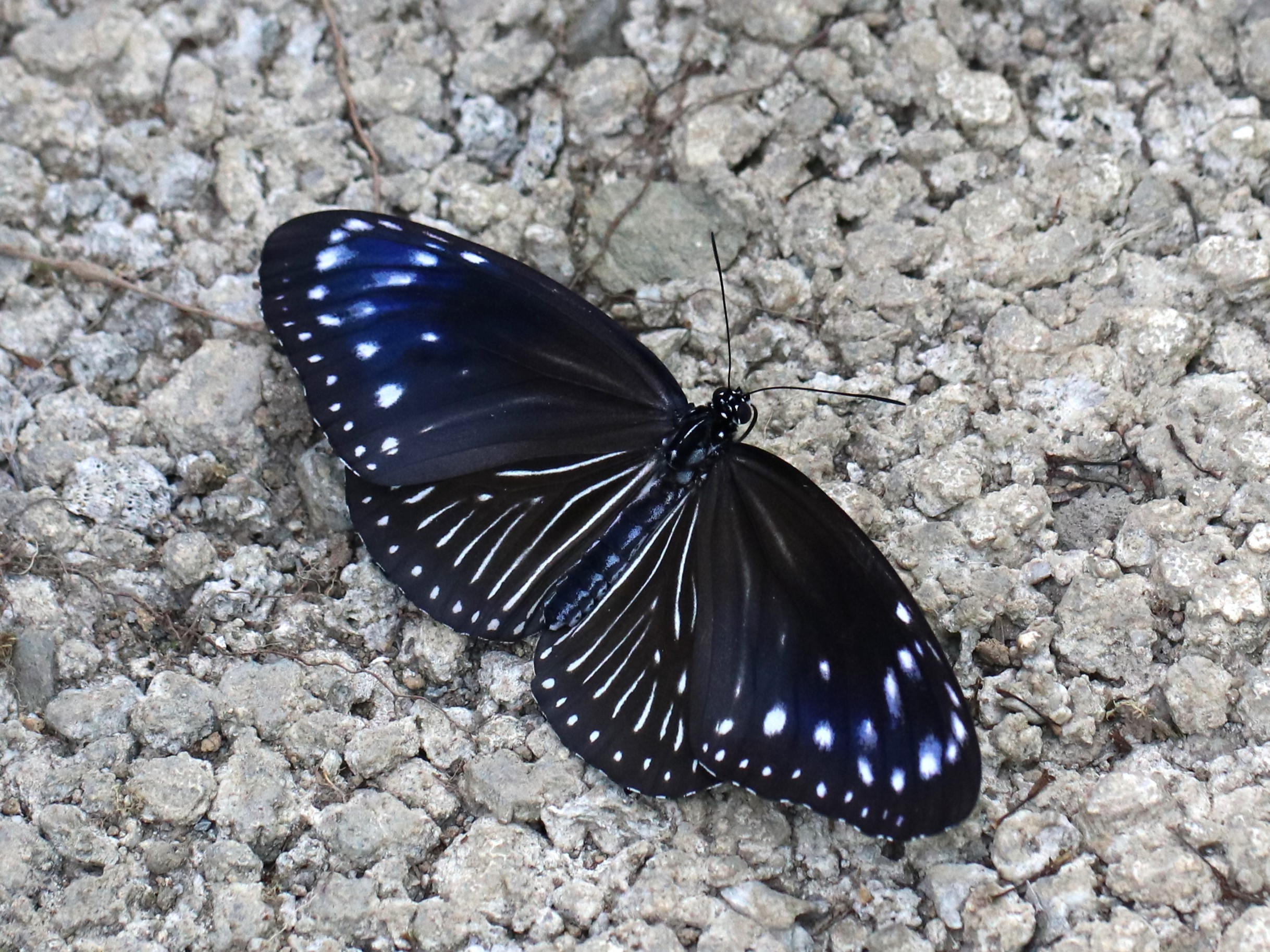 ツマムラサキマダラ