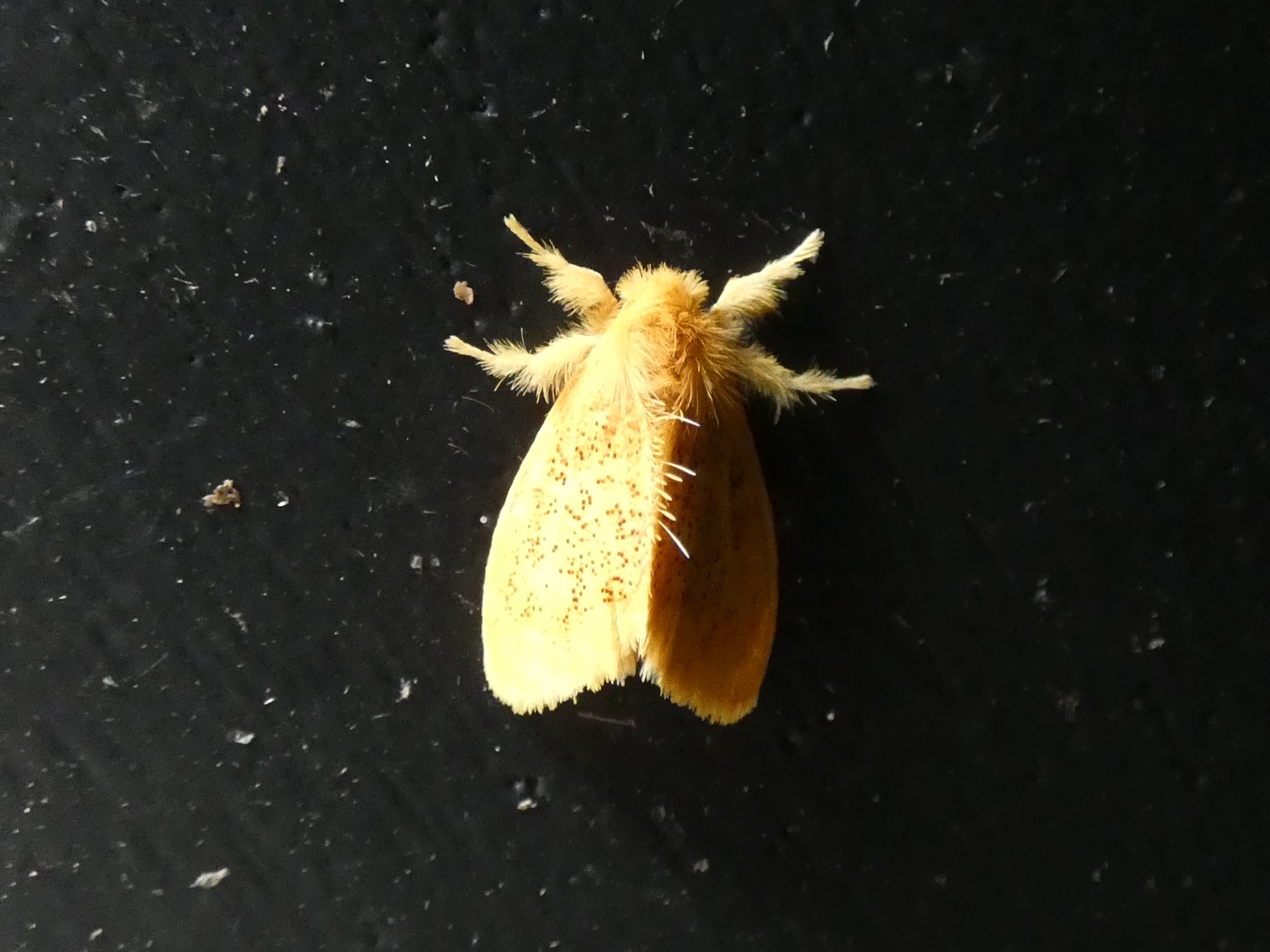 昆虫大系 ゴマフリドクガ