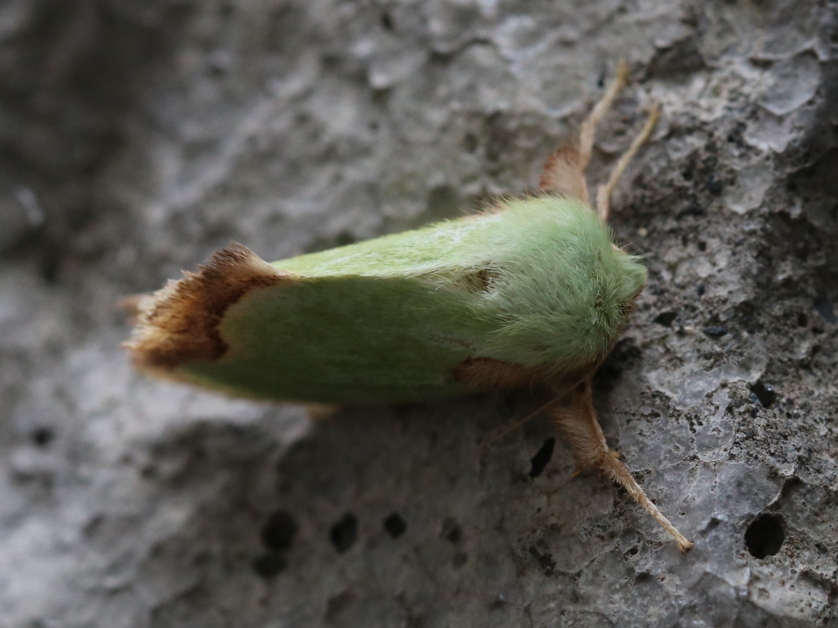 クロシタアオイラガ