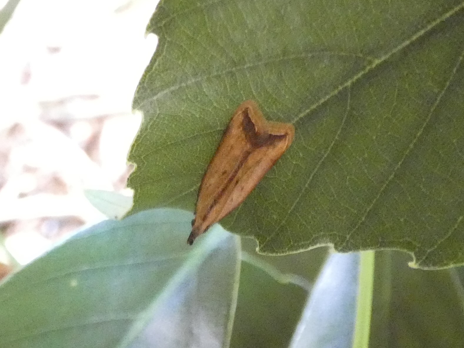 カバイロキバガ