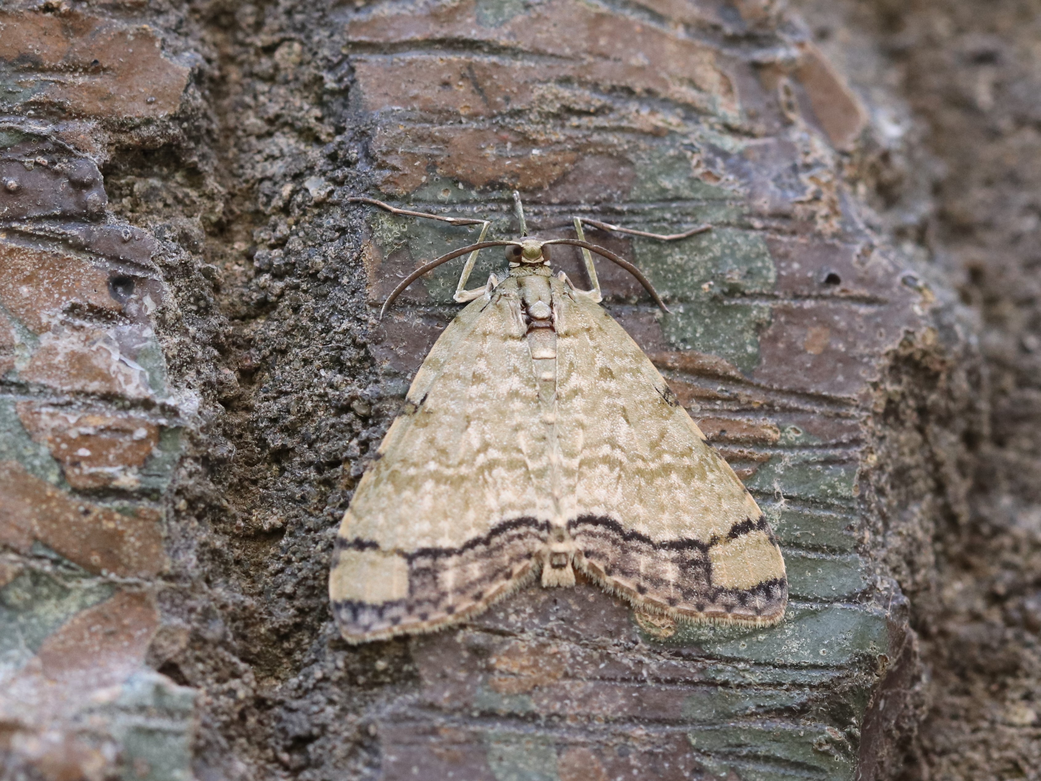 ウスミドリナミシャク