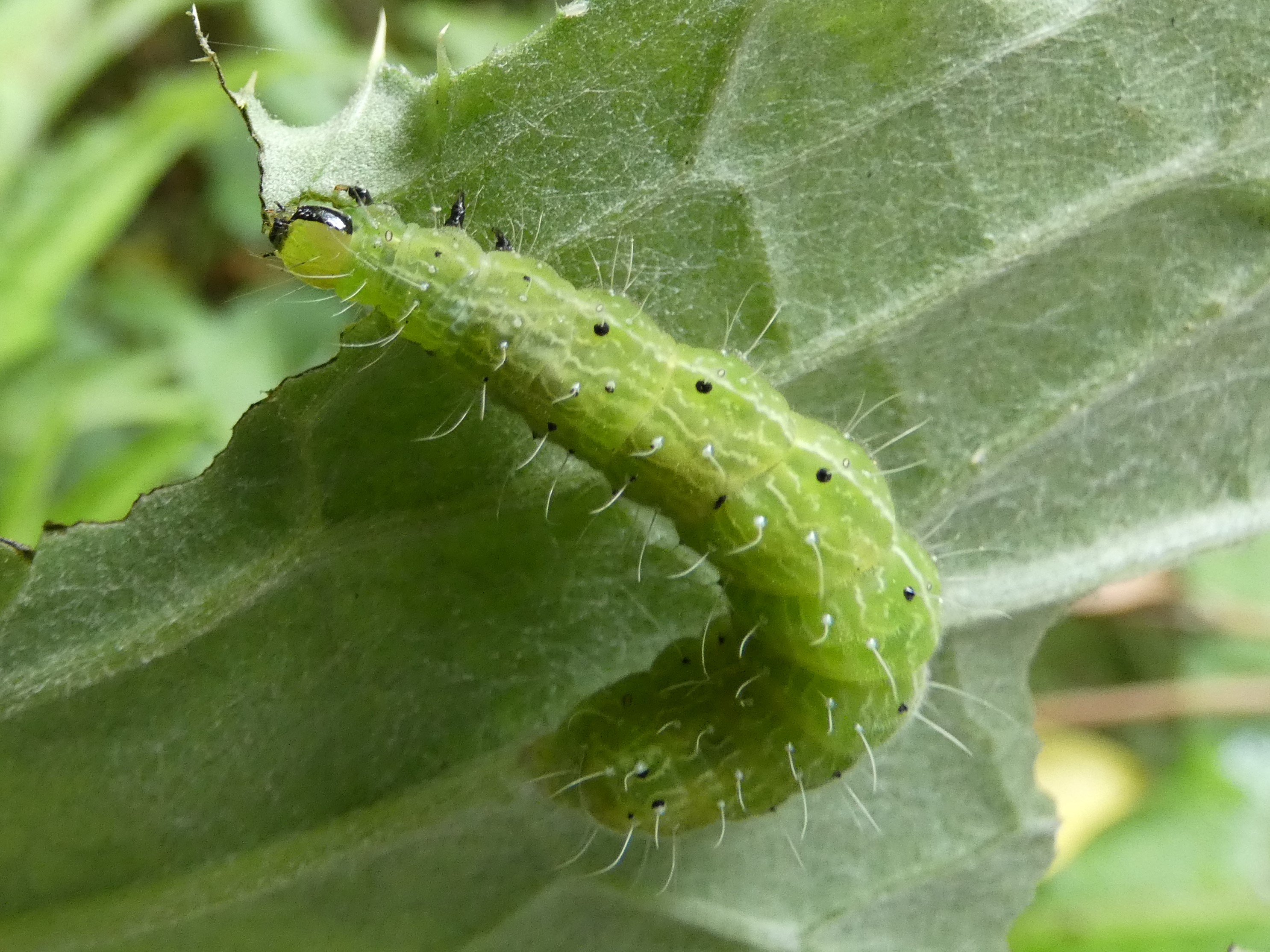 キクキンウワバ