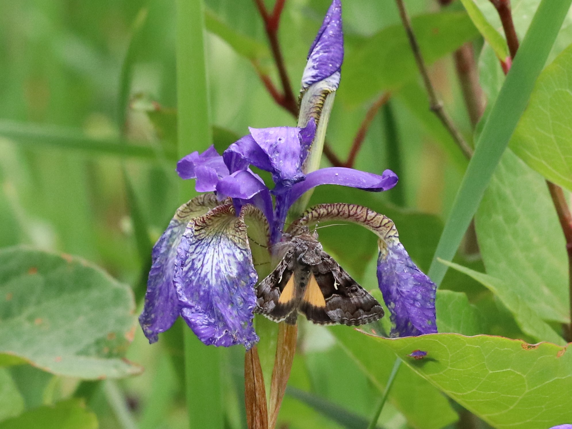 「きようふの昆虫軍団」（お値下げ） Amazon.co.jp: Coomoors オニヤンマ 虫除け 16cm特大モデル