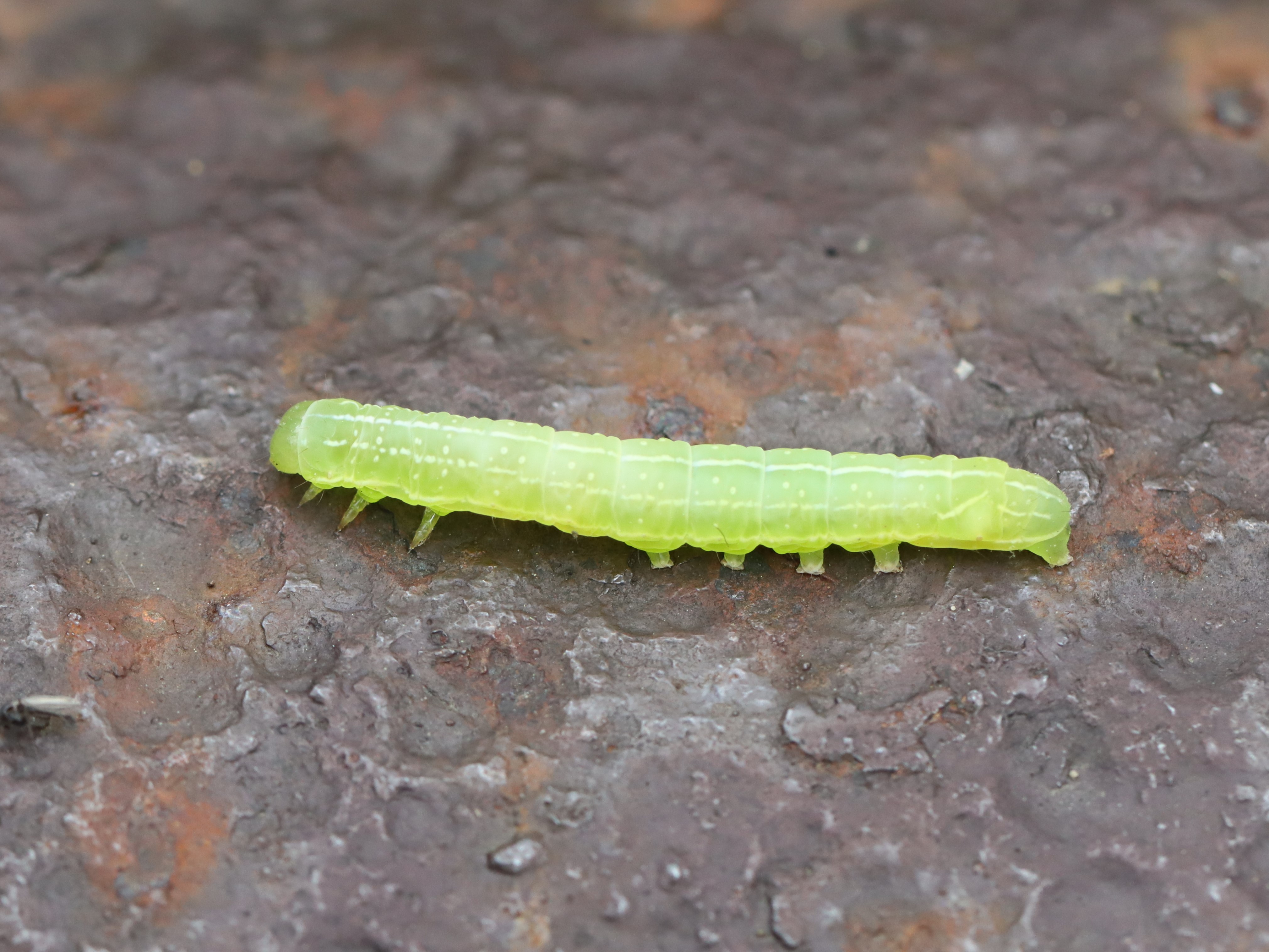 ミドリガメ 楽天市場】折りたたみミラー TORINOSHIGUSA セキセイインコ