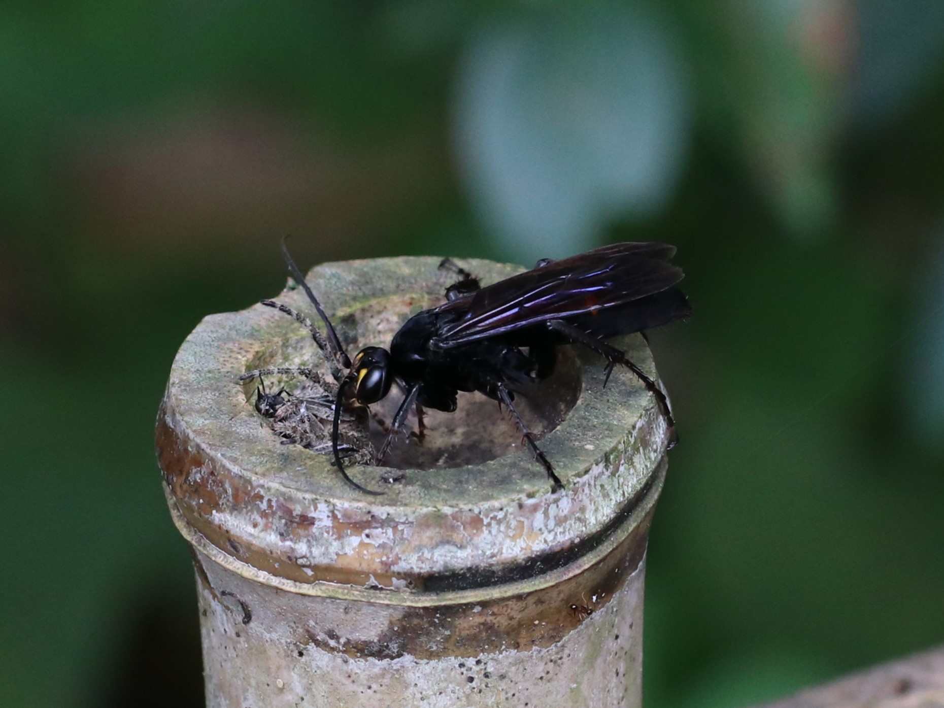 巨大ベッコウバチ 世界一大きいハチ – The Biggest Wasp in the World | aomi3 now