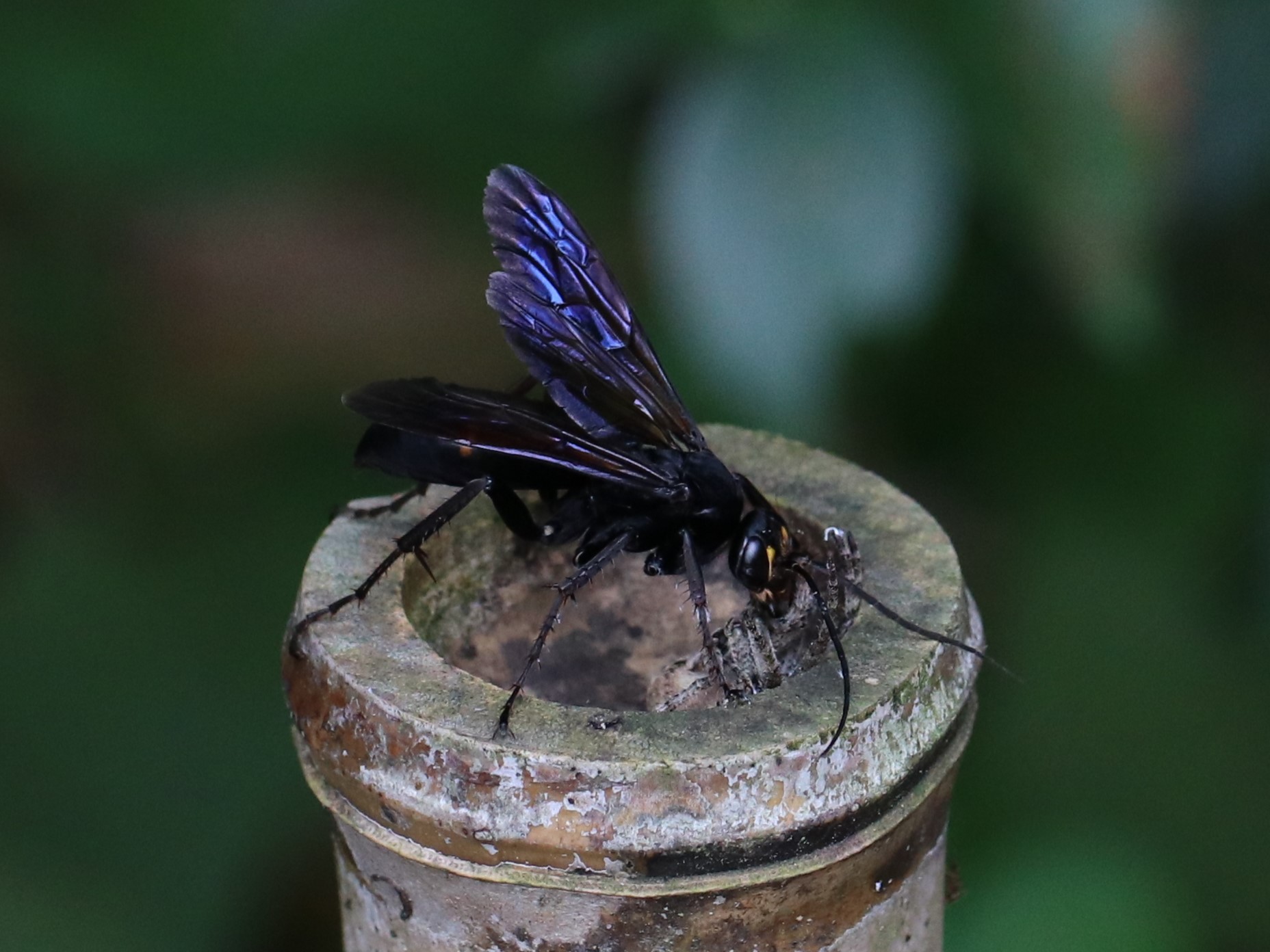 世界一大きいハチ – The Biggest Wasp in the World | aomi3 now
