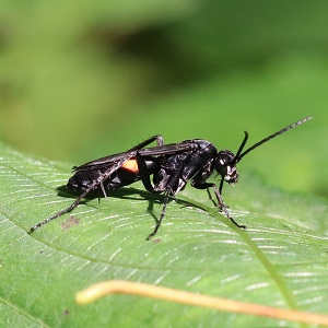 巨大ベッコウバチ 巨大ベッコウバチ
