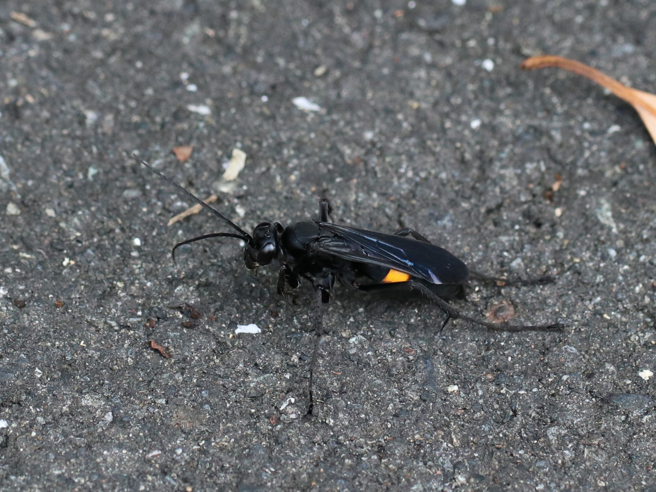 オオモンクロベッコウ（オオモンクロクモバチ）