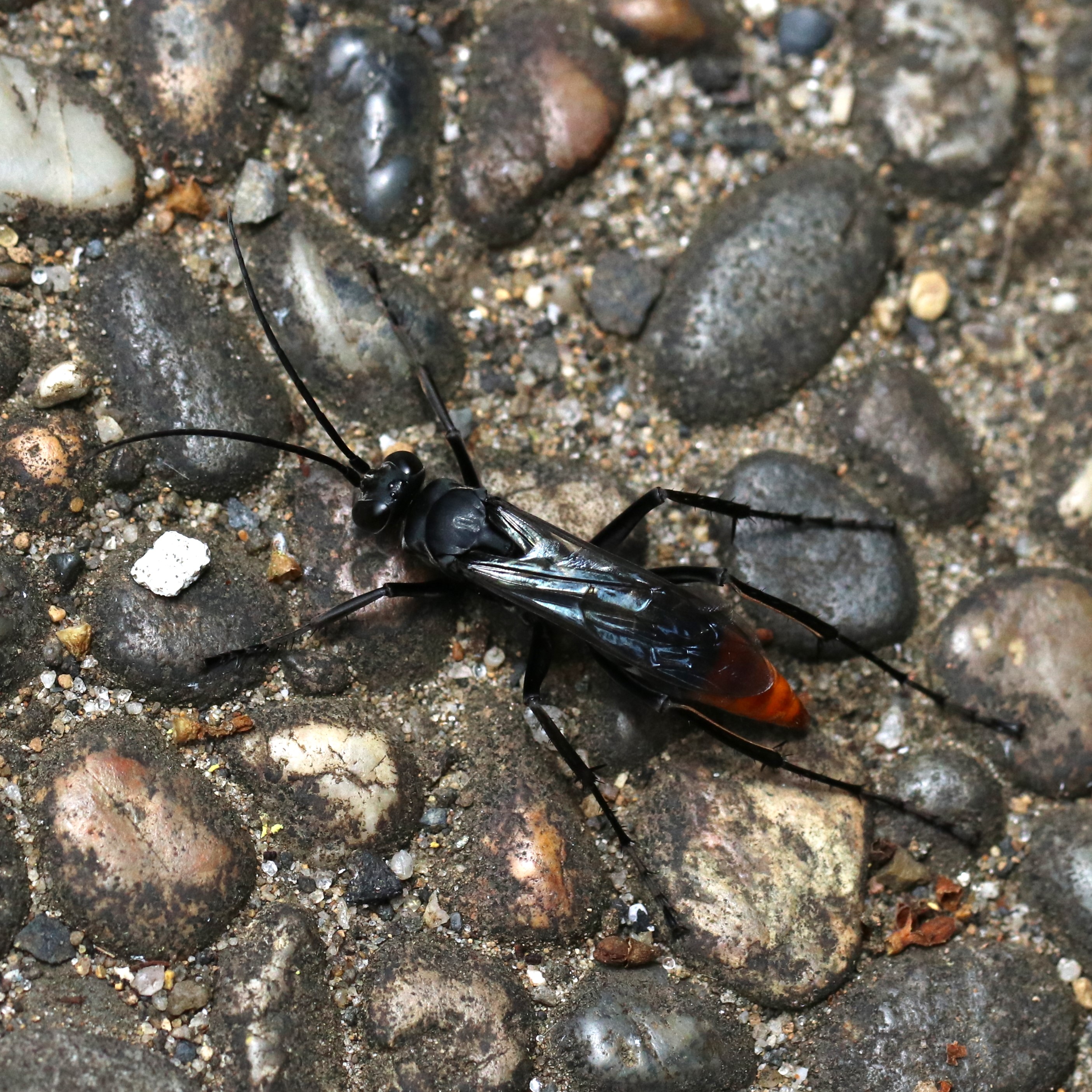 ベッコウバチ科（クモバチ科）