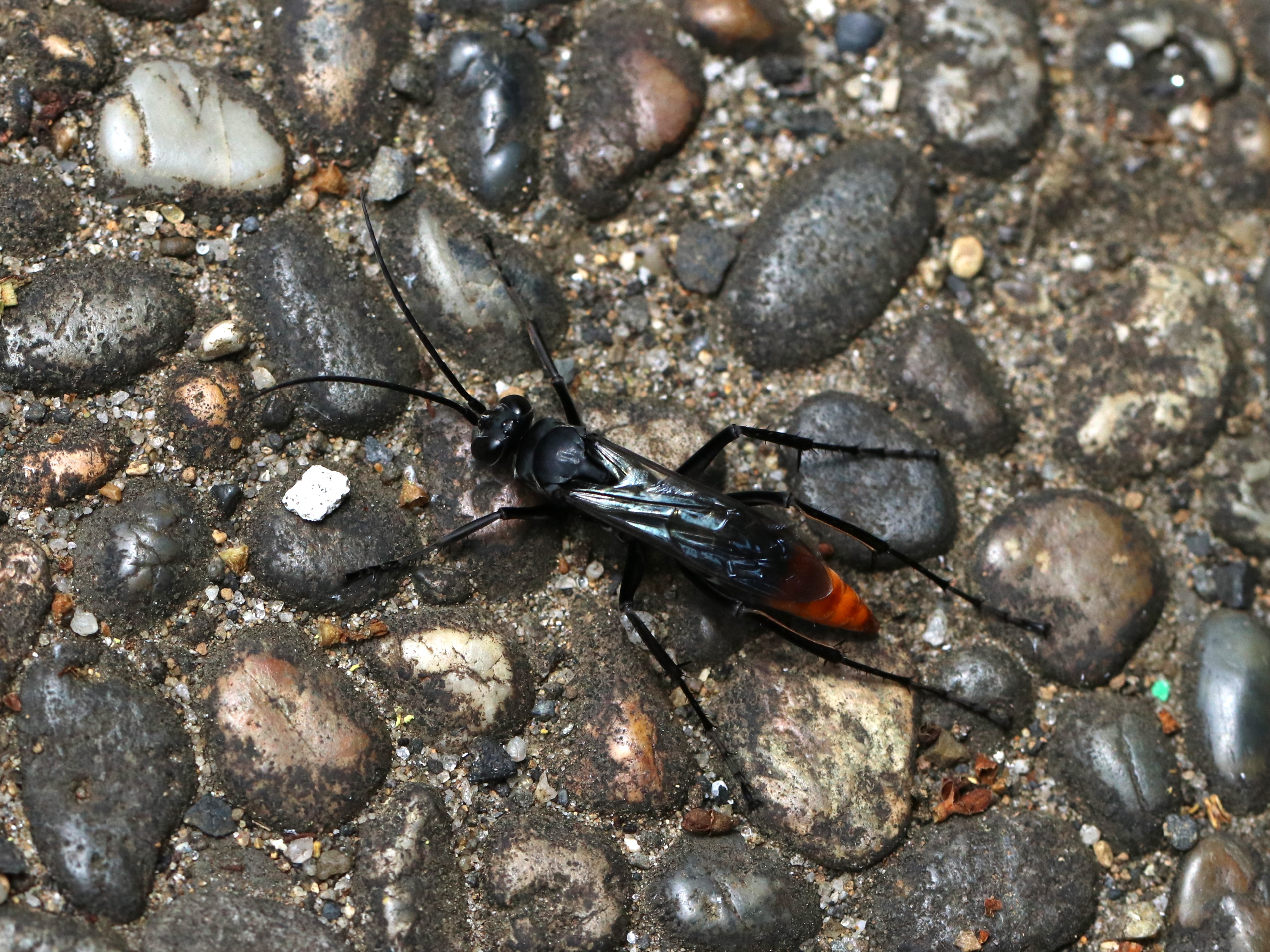 ツマアカベッコウ