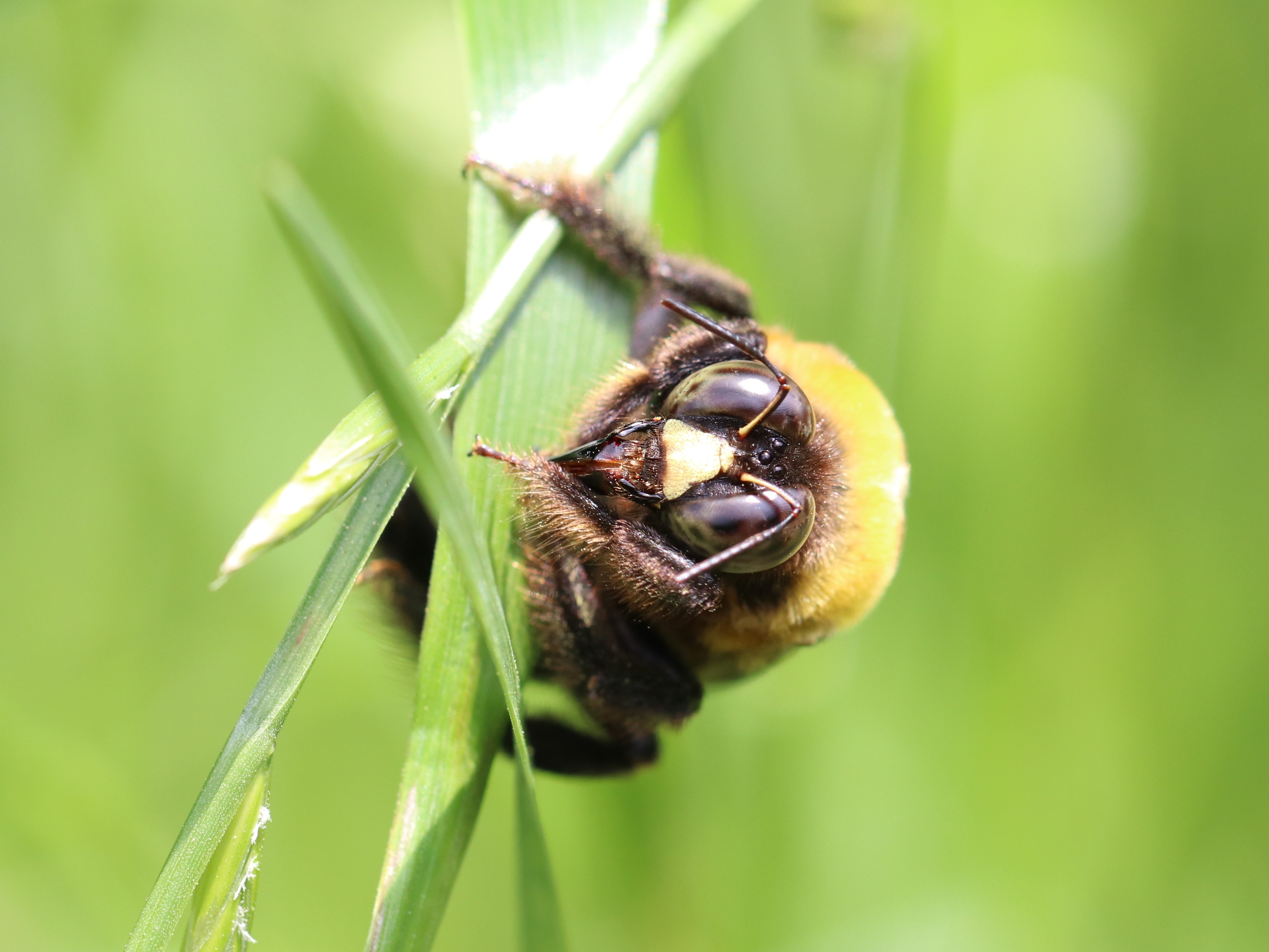 ハチとクマ くまばちのこと🐝』 -オス- くまばちのオスは 顔に黄色はあるが