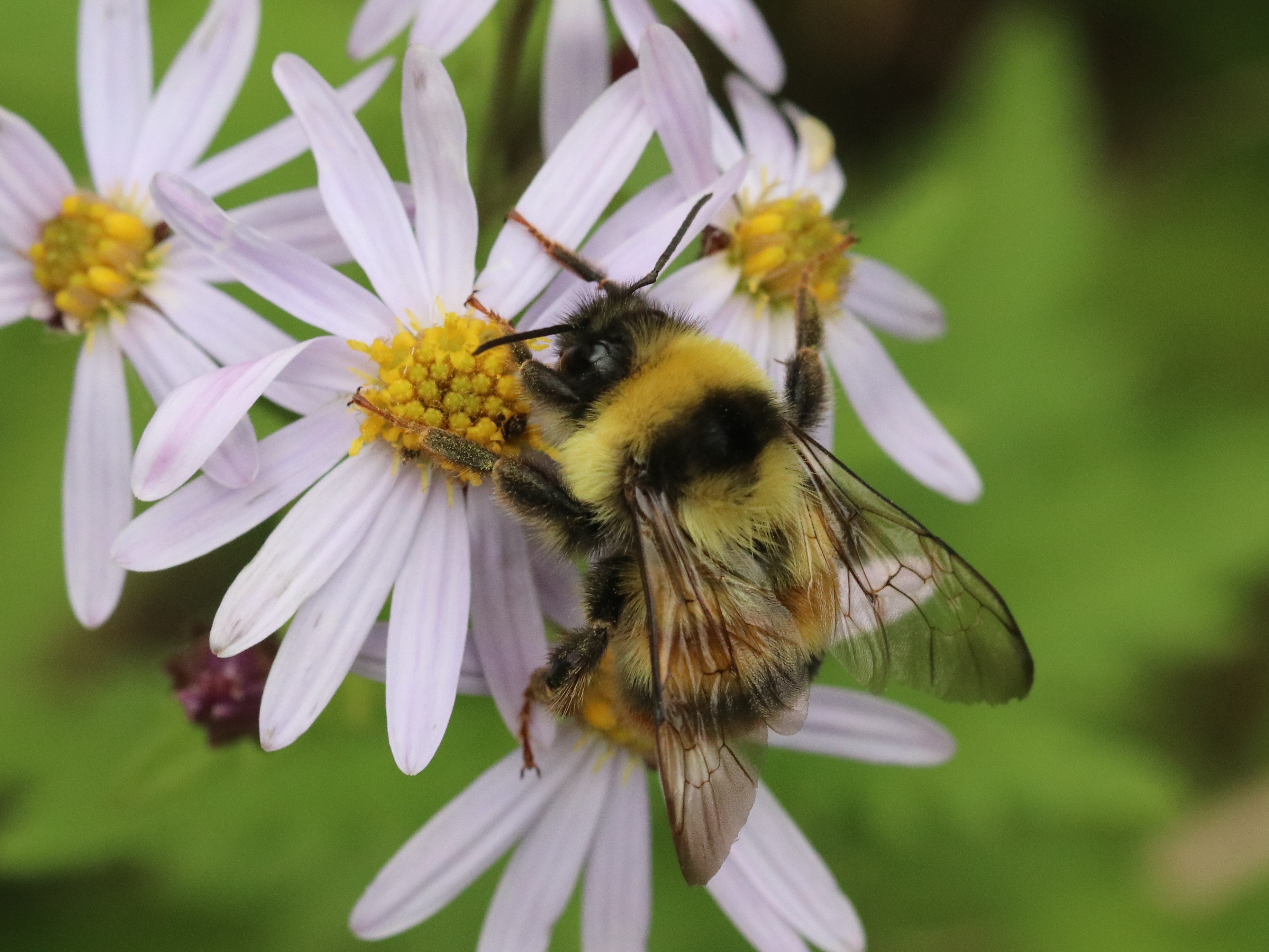ミツバチ オオマルハナバチ