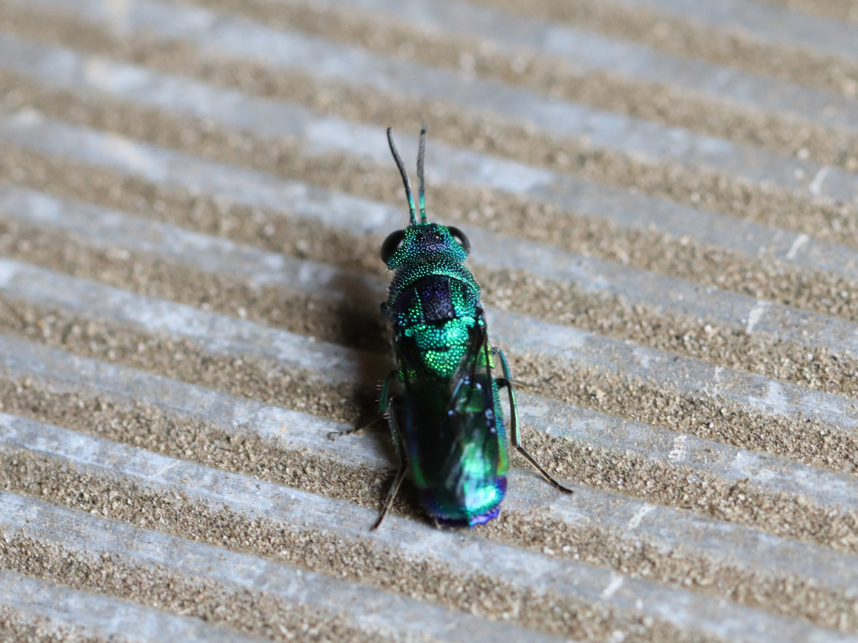 ミドリセイボウ