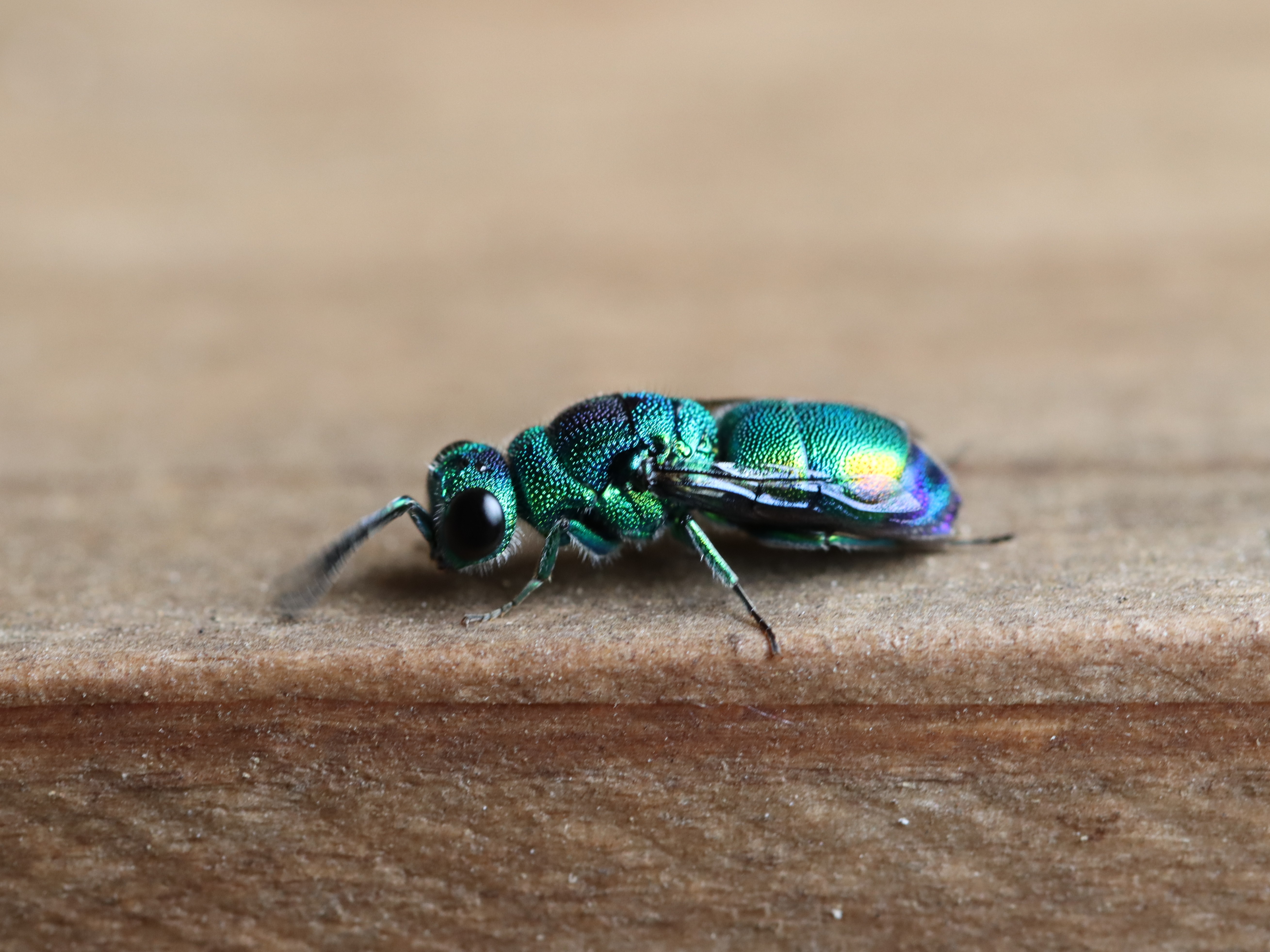 ミドリセイボウ