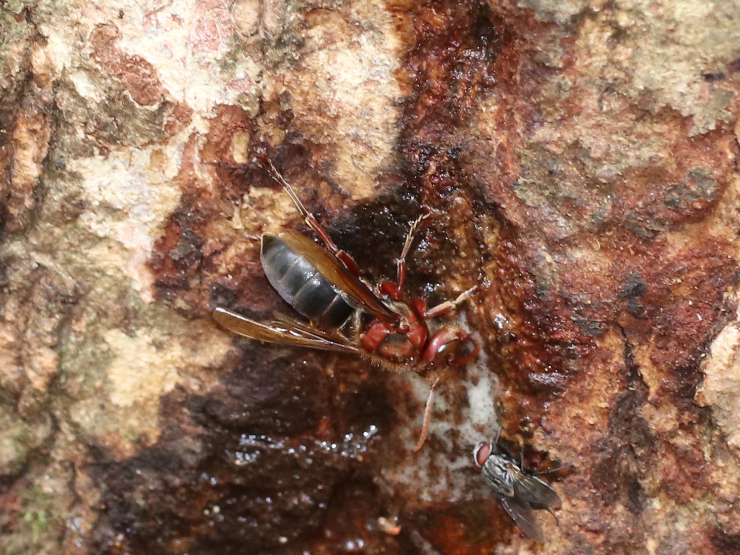 チャイロスズメバチ