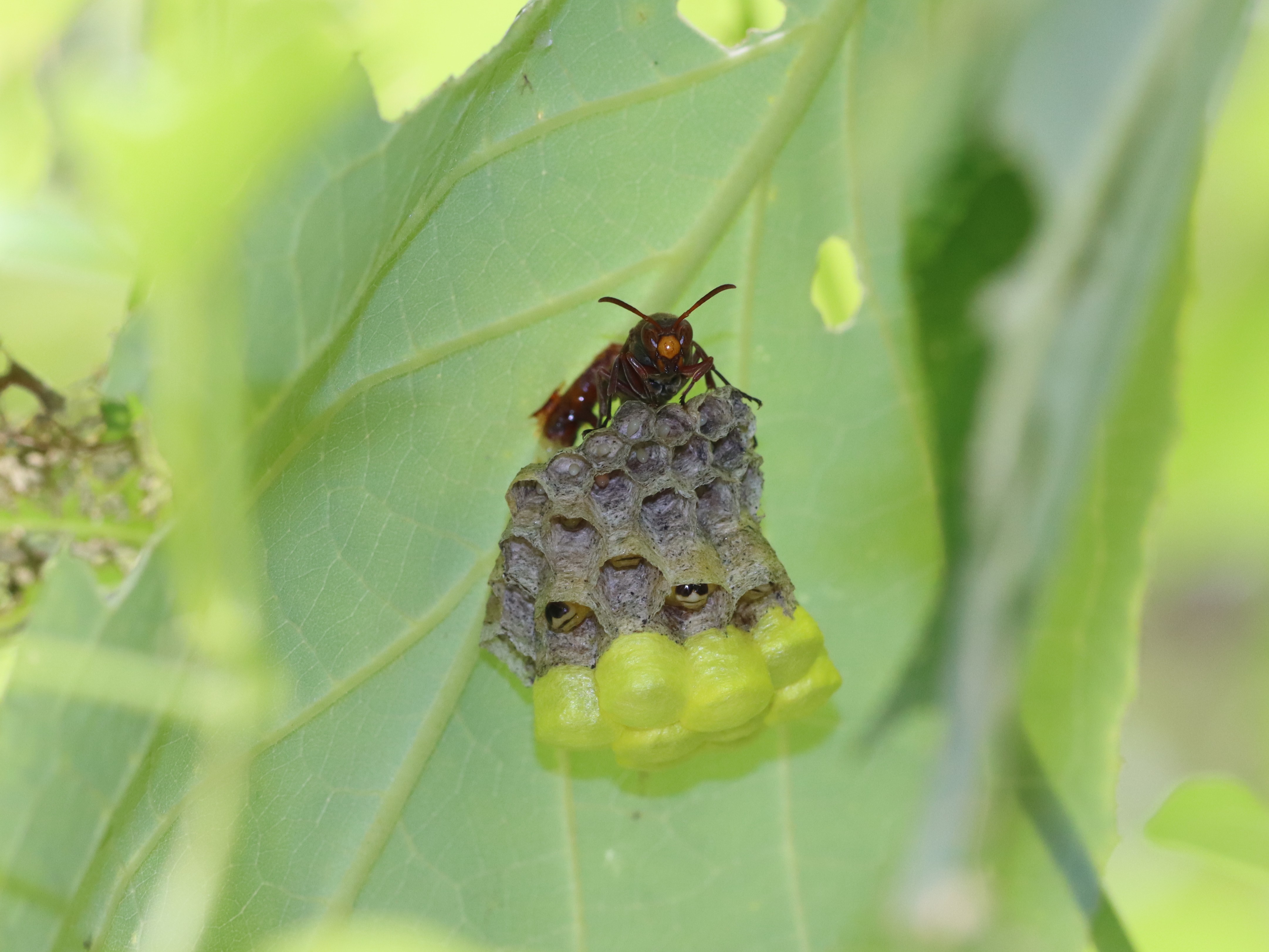 キボシアシナガバチ