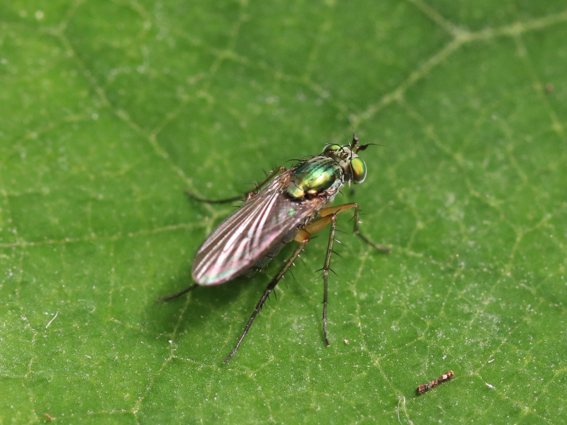 Dolichopus属の一種