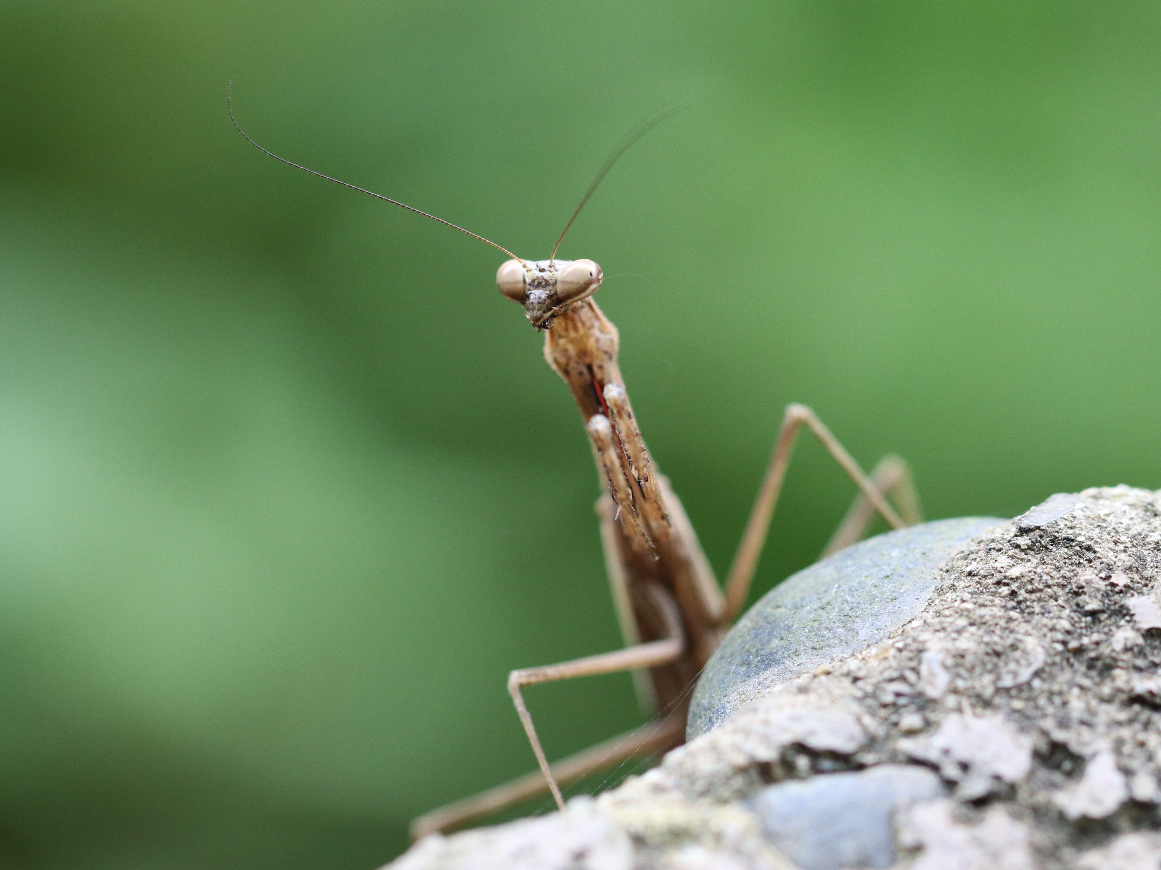 目貫カマキリ 針金昆虫: オオカマキリ編 - 一般社団法人SiCP（シクプ）