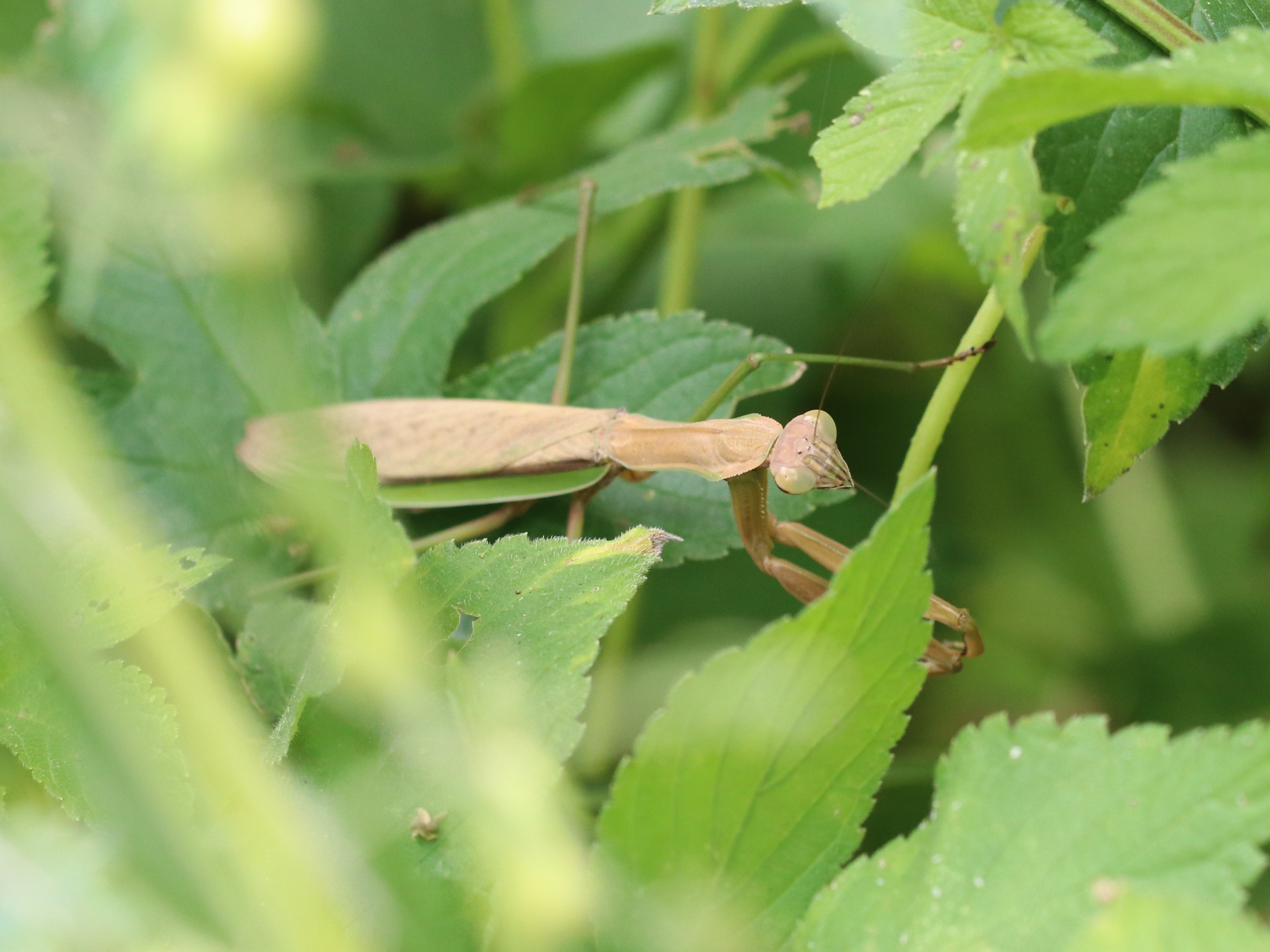 おおかまきり様　ありがとうございます オオカマキリ
