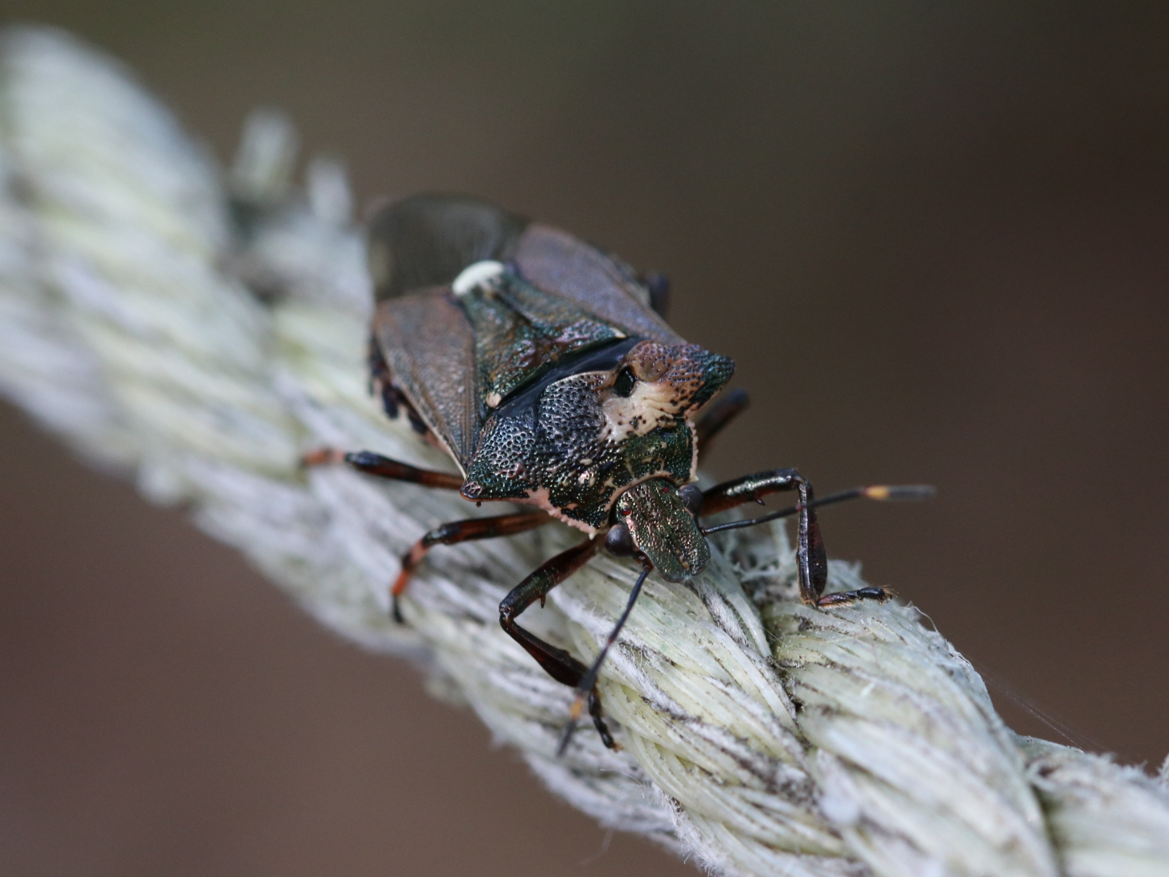 アカアシクチブトカメムシ