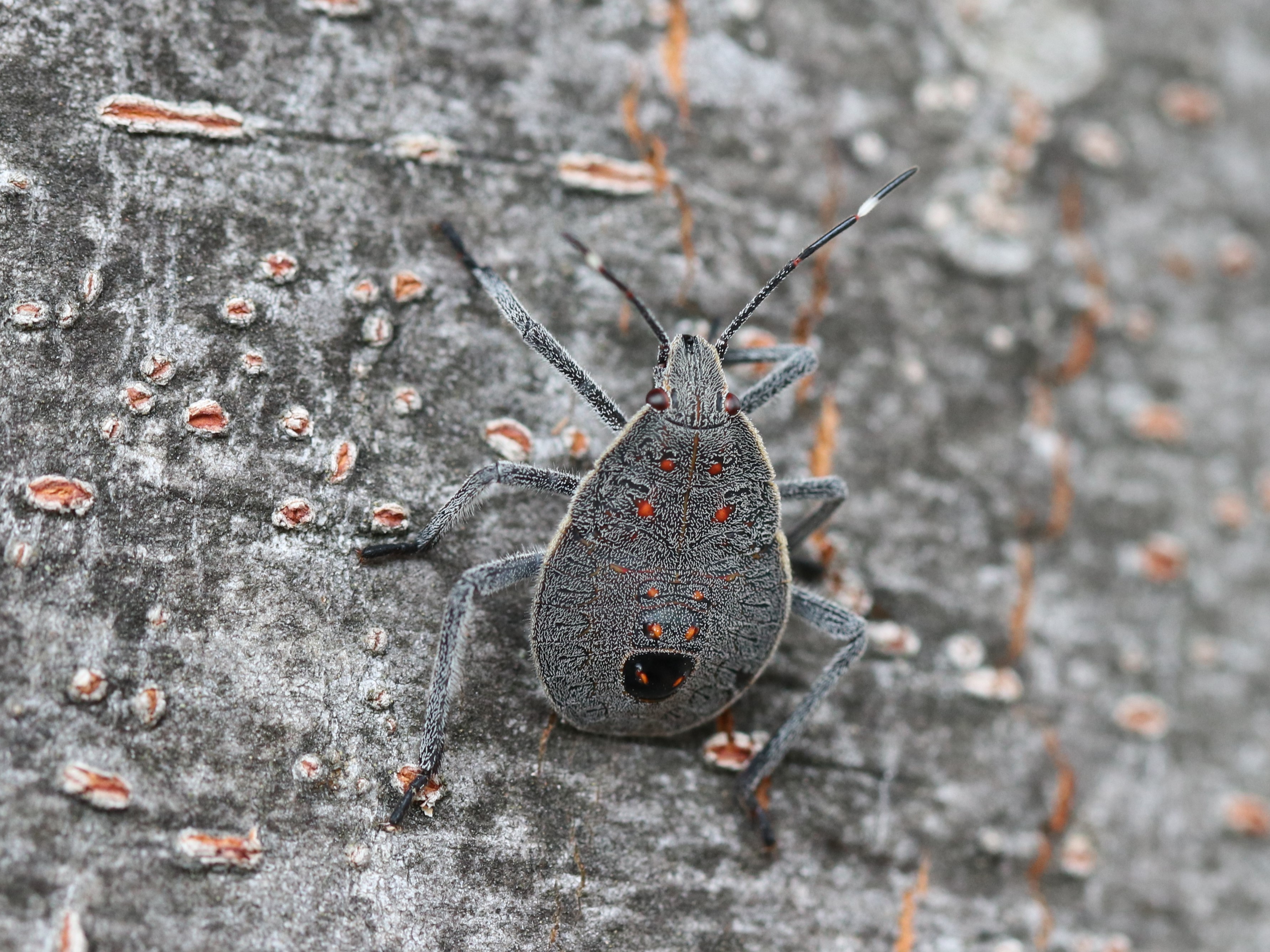 キマダラカメムシ