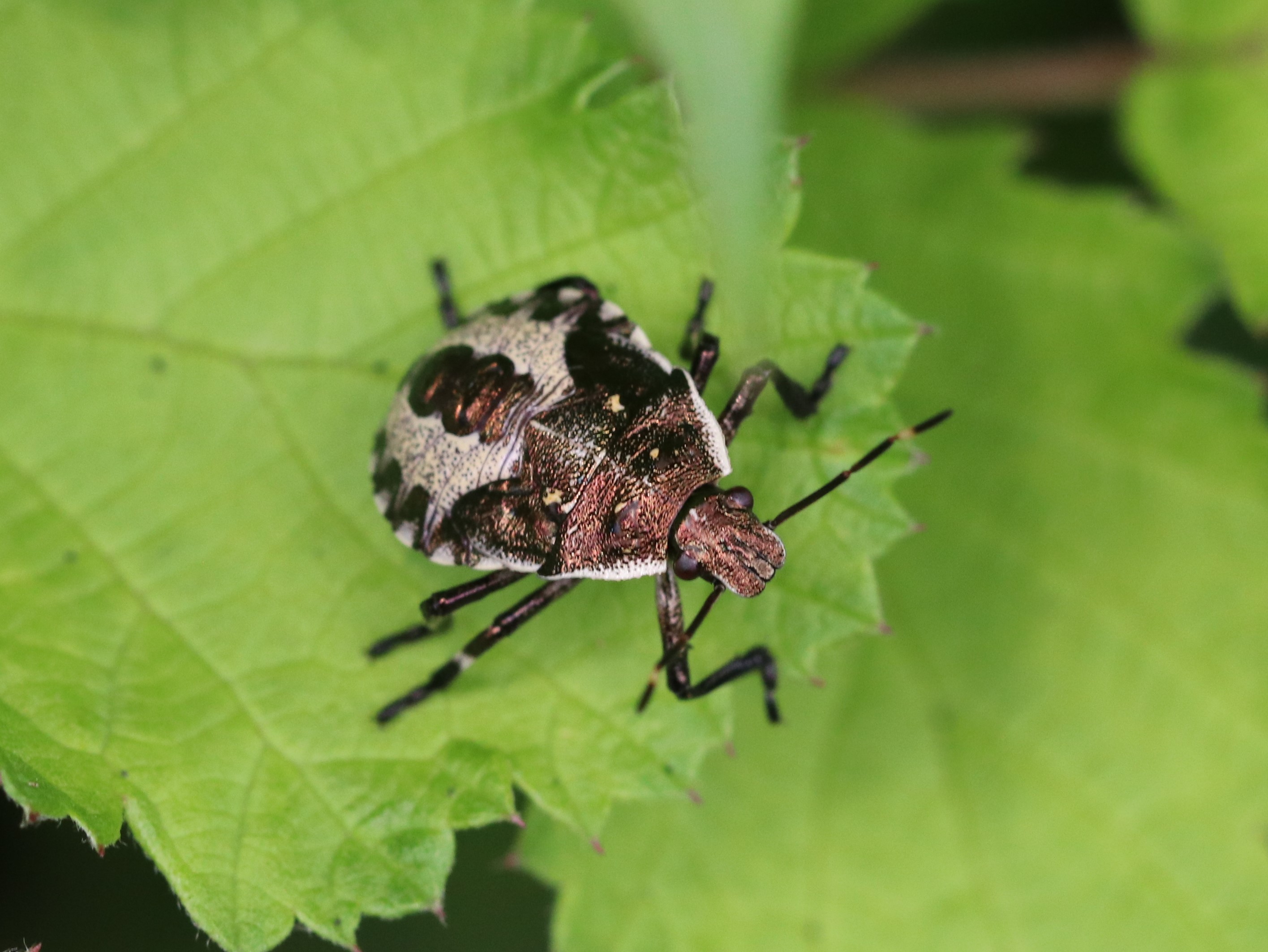 クチブトカメムシ