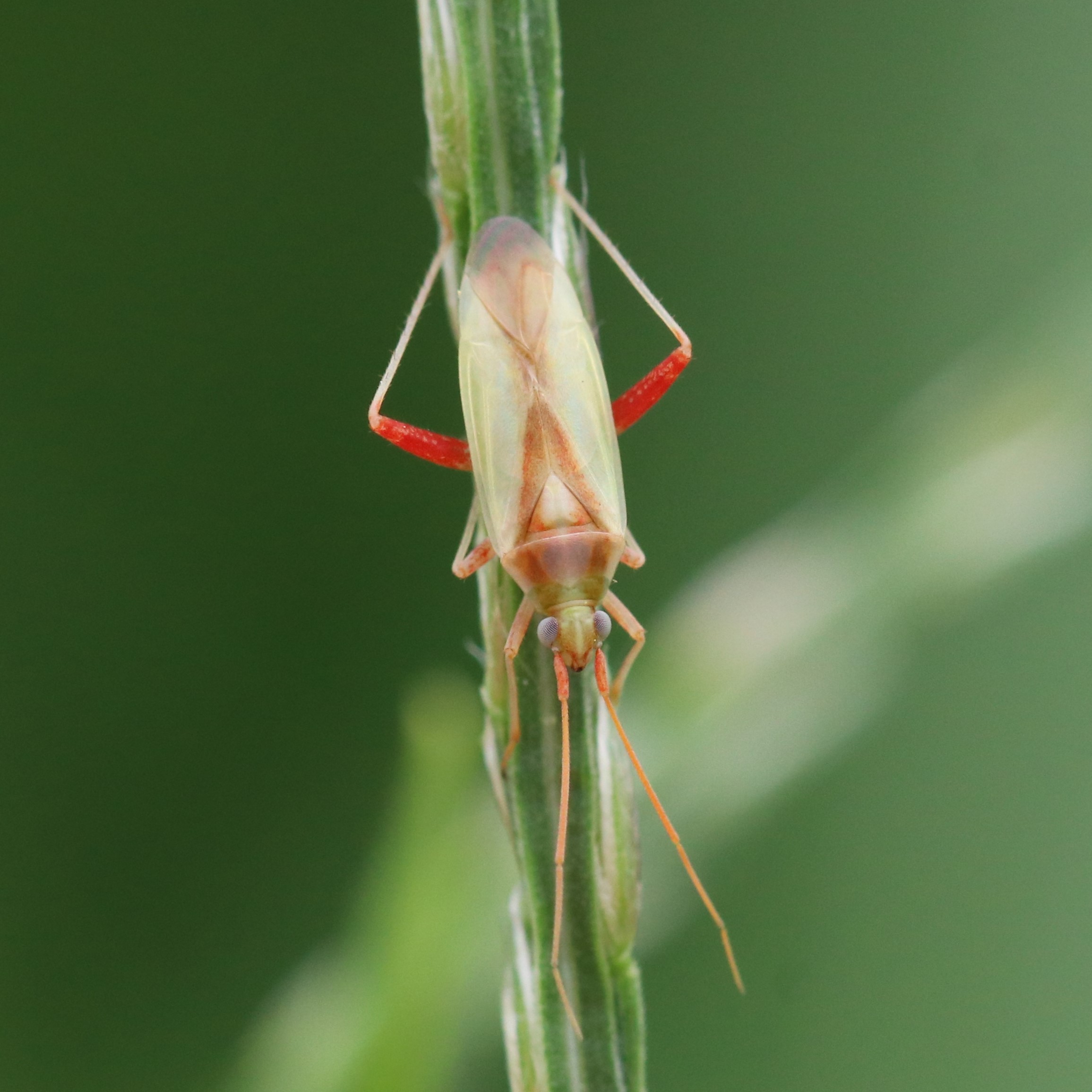 カスミカメムシ科