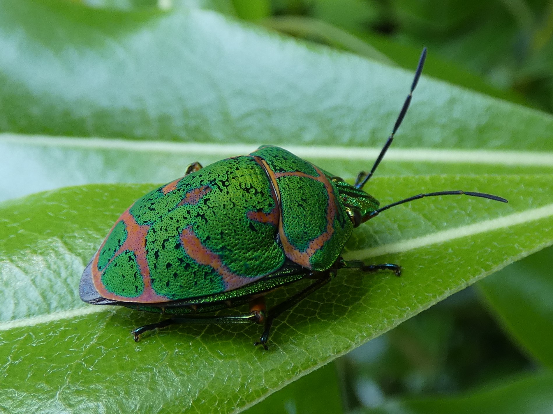 昆虫 甲虫 標本 ドイツ箱入り 公式 アカスジキンカメムシ