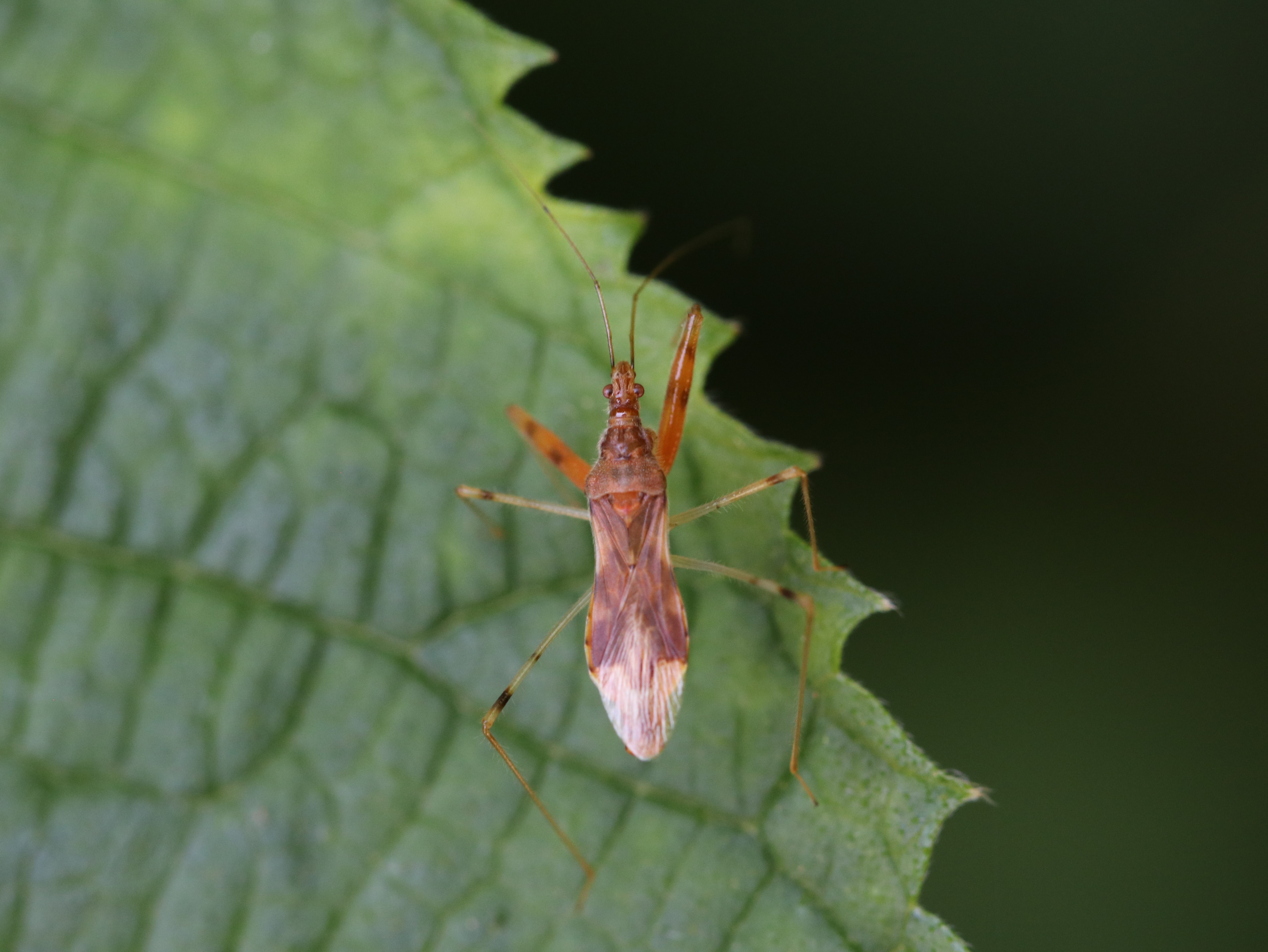 アカマキバサシガメ