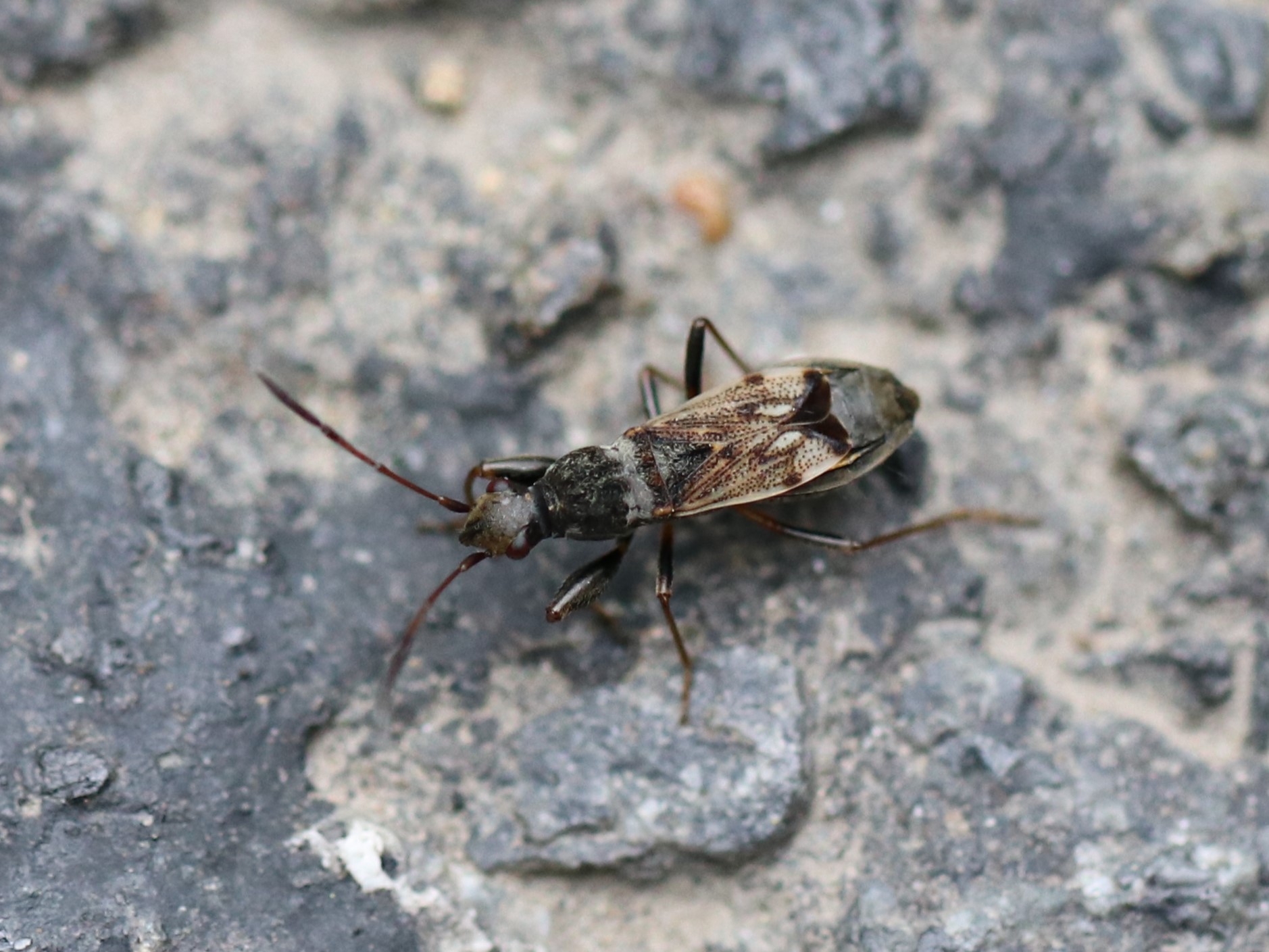 コバネヒョウタンナガカメムシ