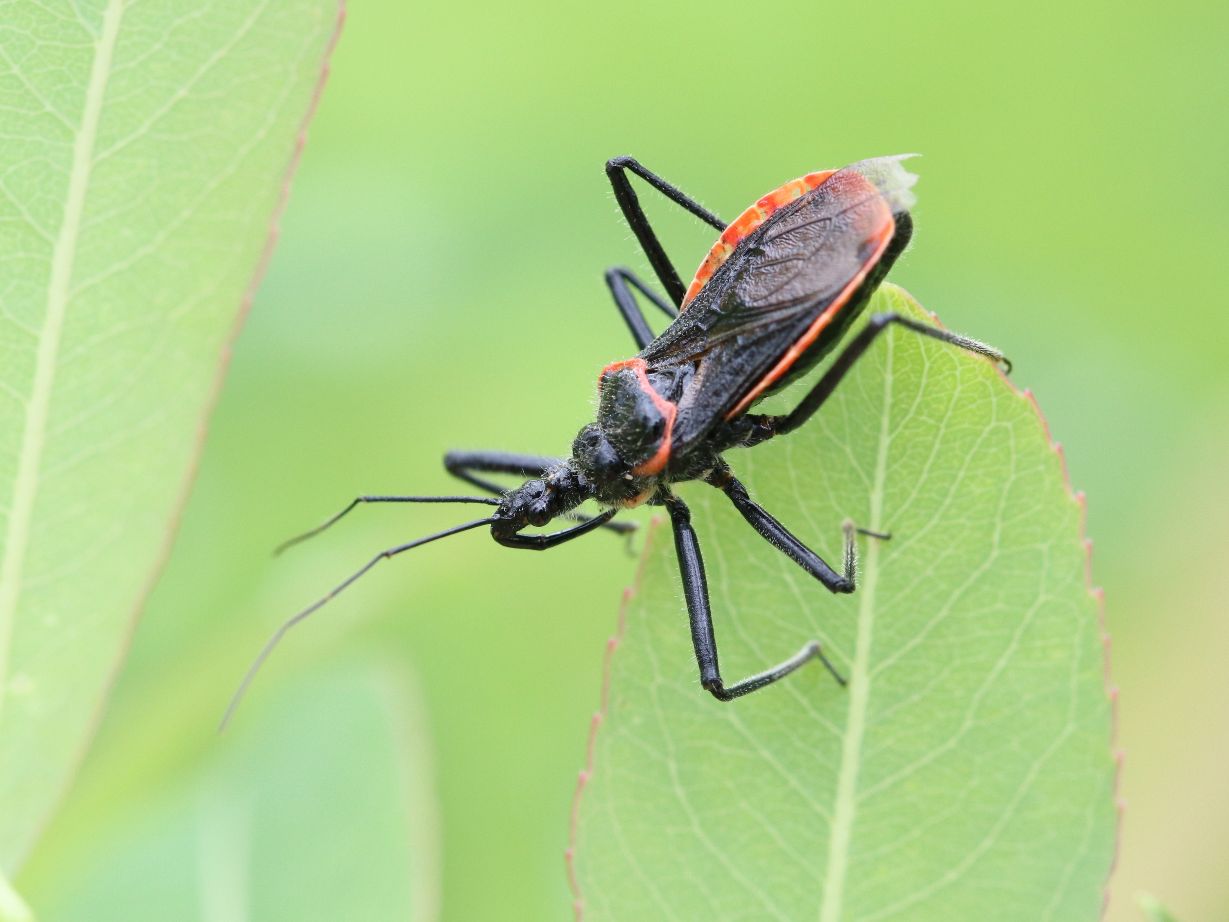 極美展足】オウサマヘリカメムシ 36mm サシガメ甲虫昆虫標本 極美展足