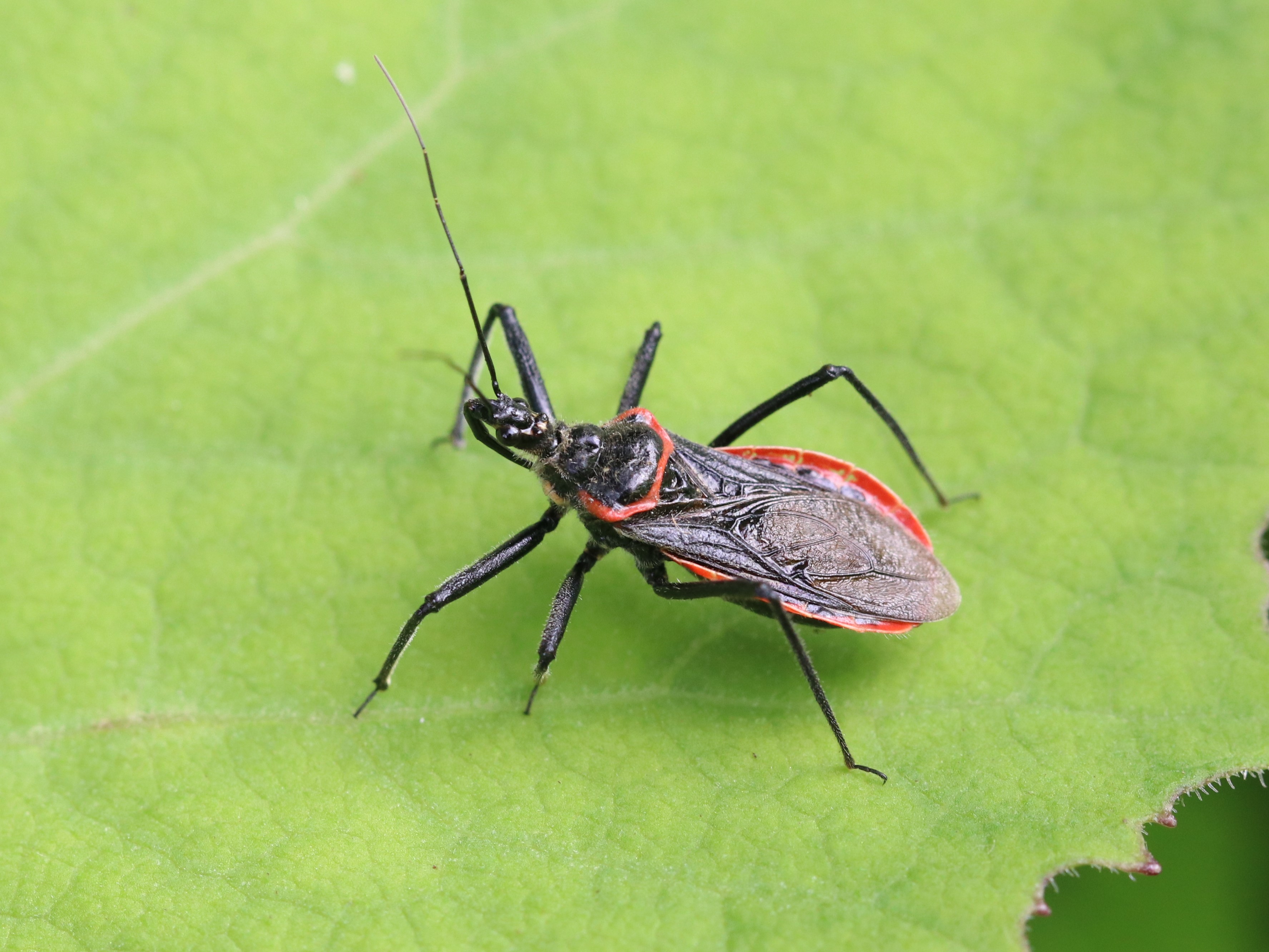 アカヘリサシガメ