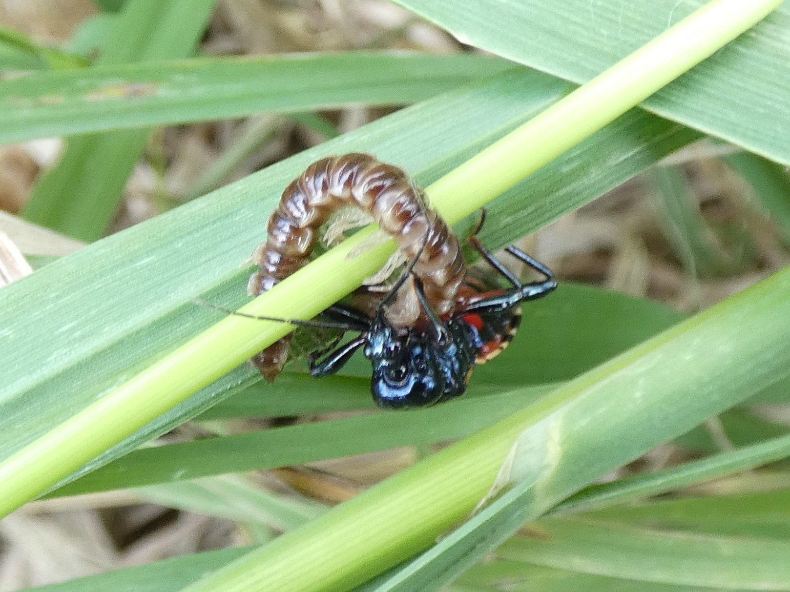 ビロウドサシガメ