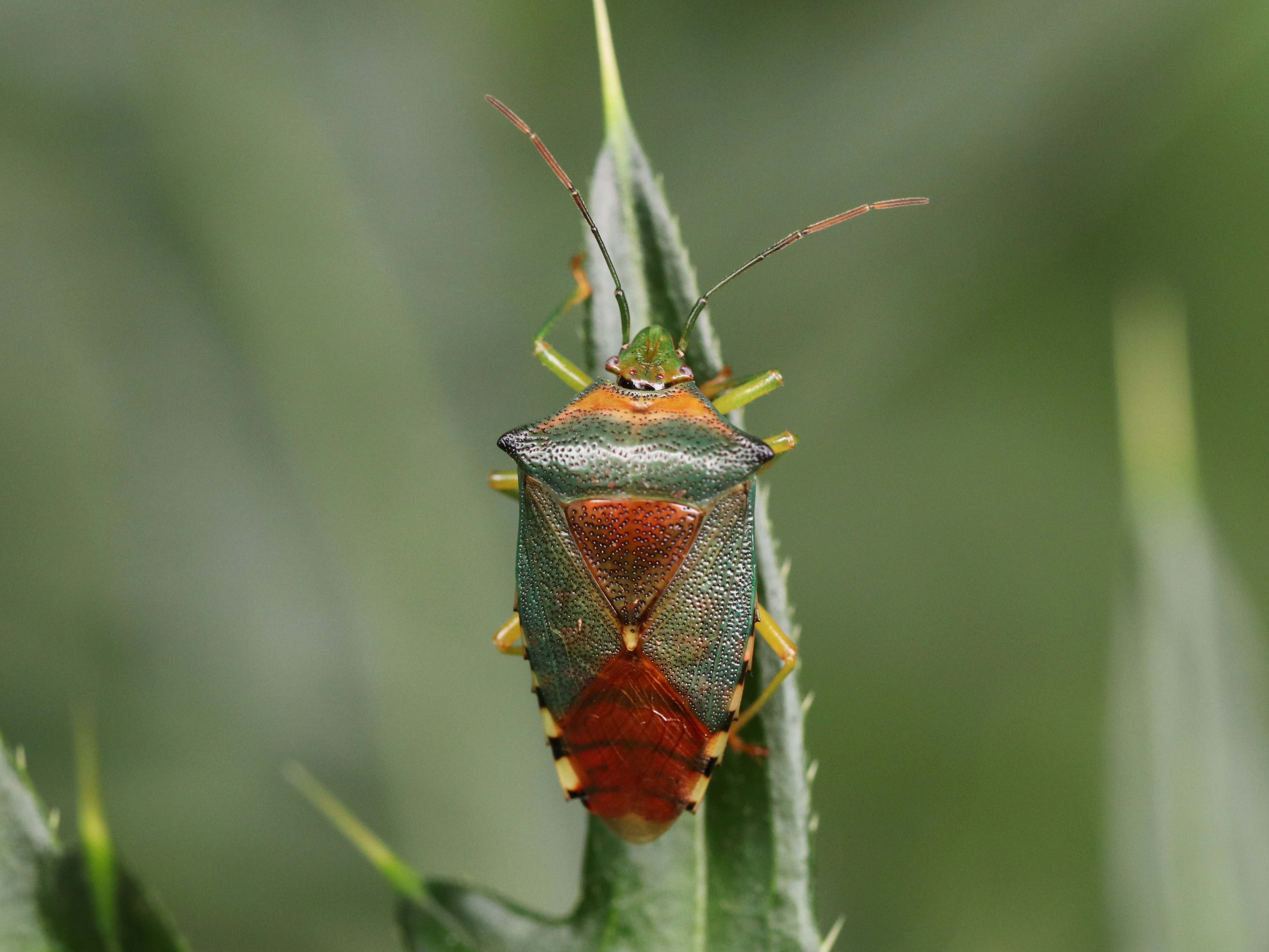 ペルーのツノゼミ アリカツギツノゼミ Cyphonia cf. clavata