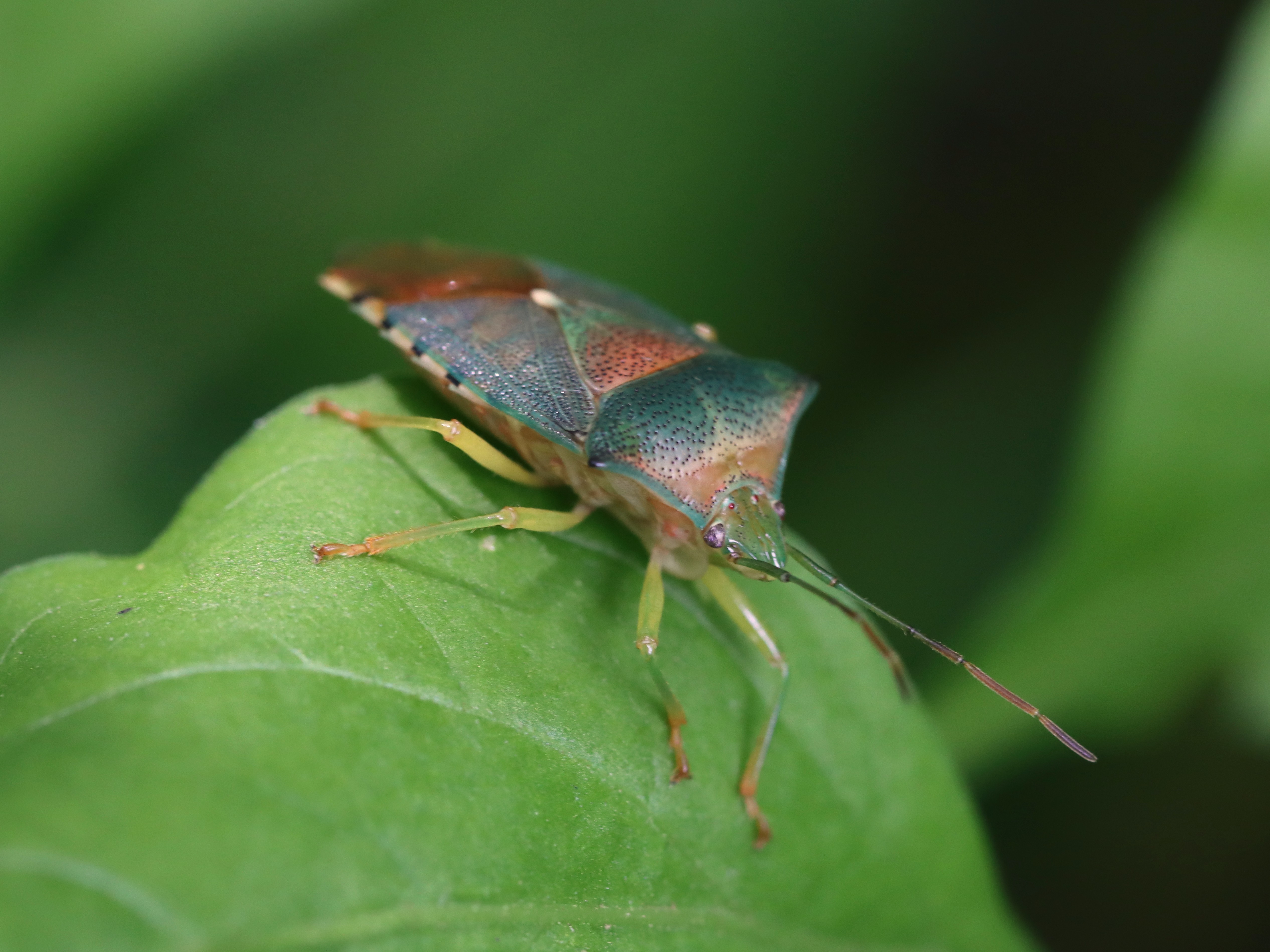 セアカツノカメムシ