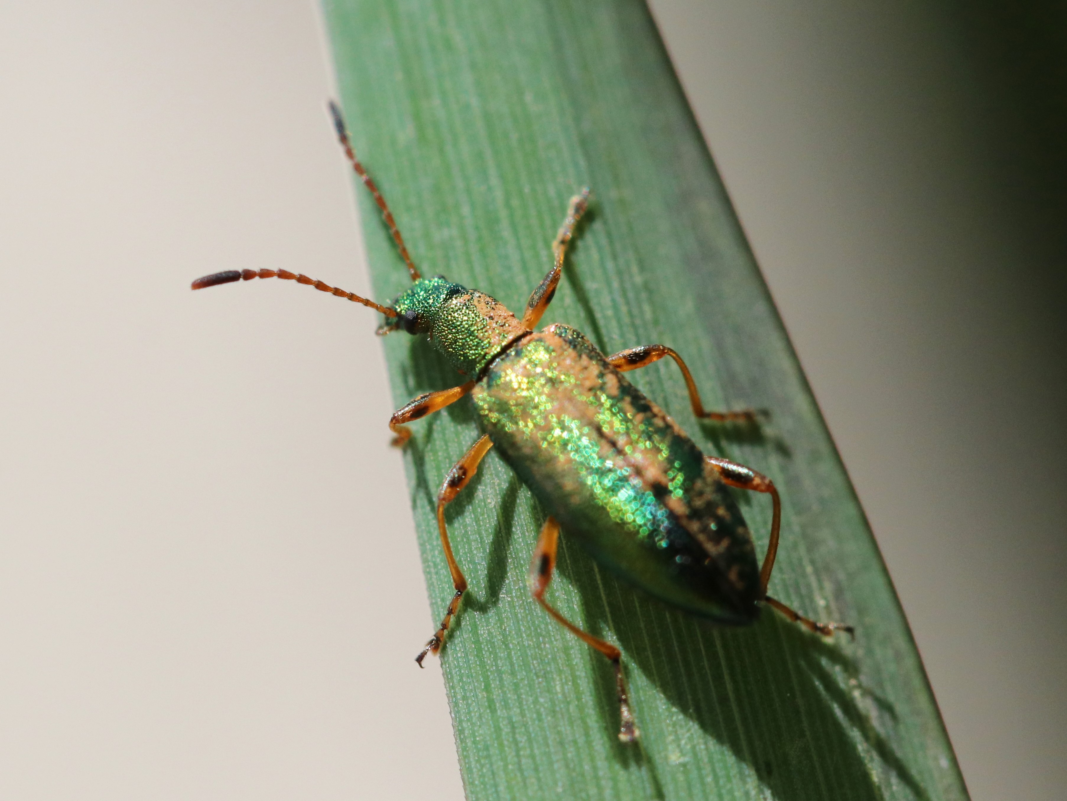 アオハムシダマシ