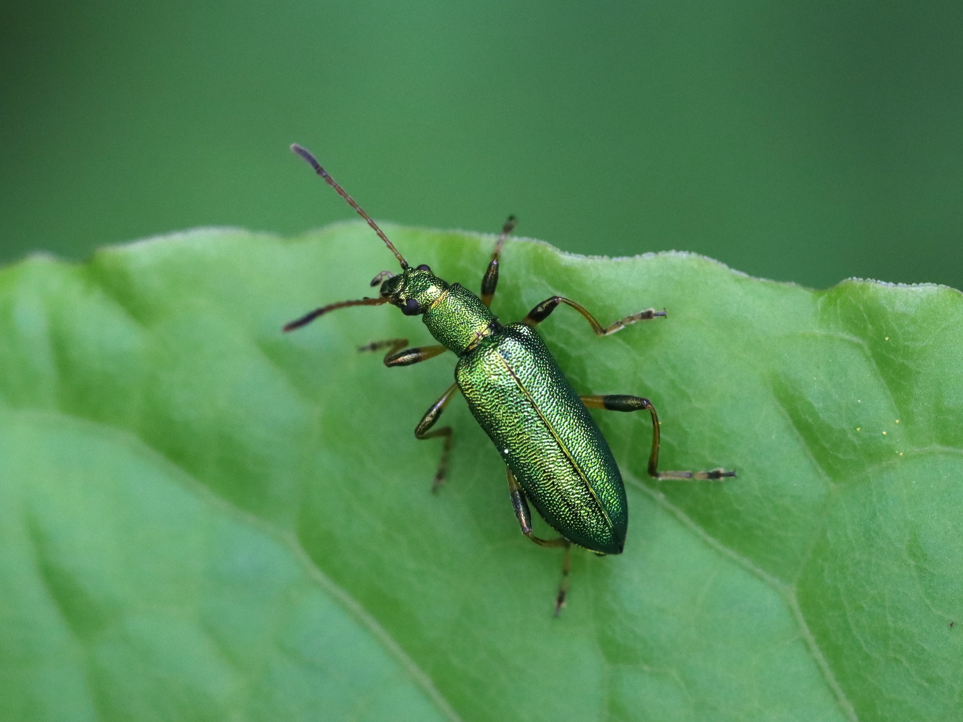 アンゴラ産 オオタマゾウムシ 21mm アンゴラ産 オオタマゾウムシ 21mm