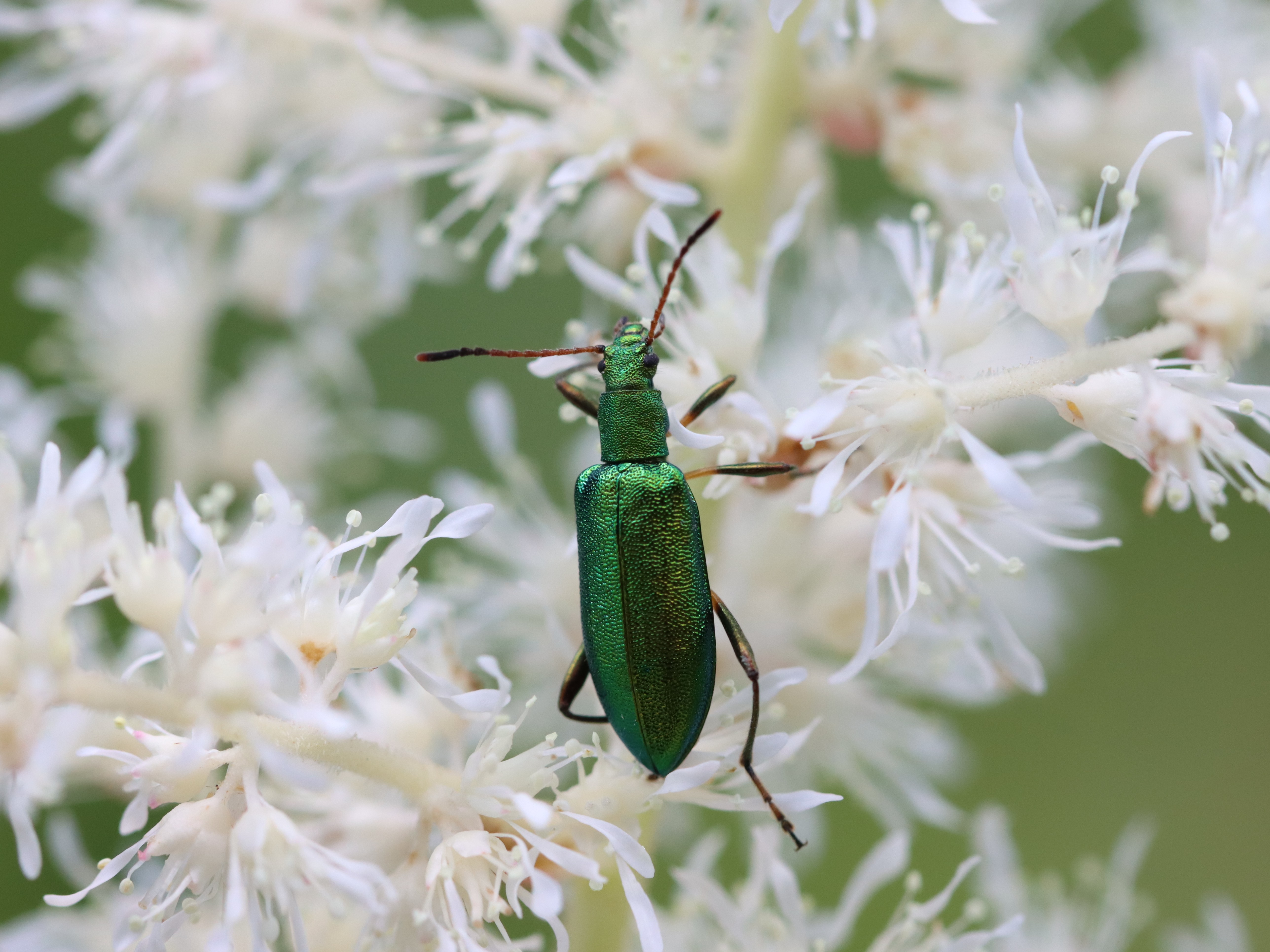 特大！　ヤジリコモリハムシ　単品 mqdefault.jpg