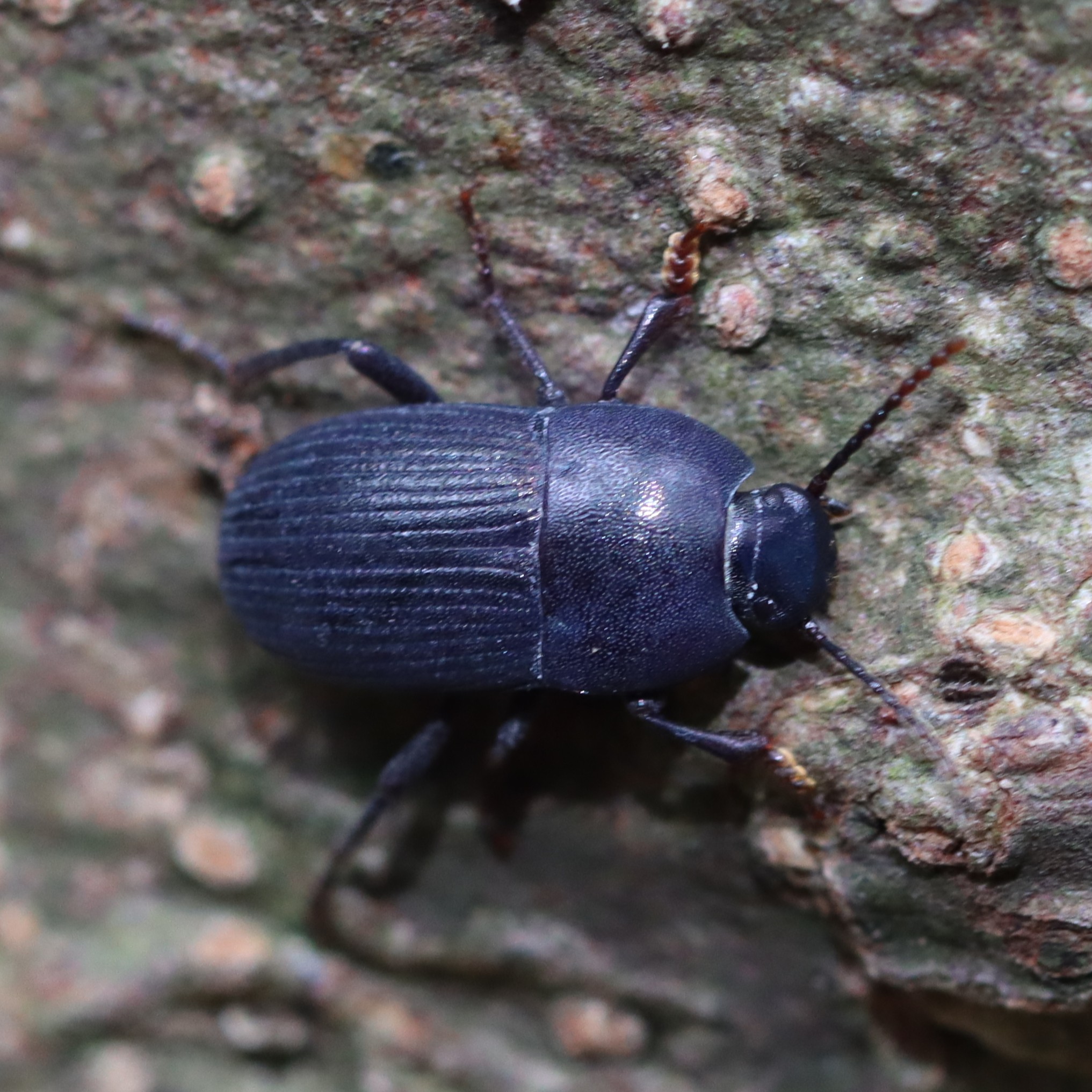 ゴミムシダマシ科