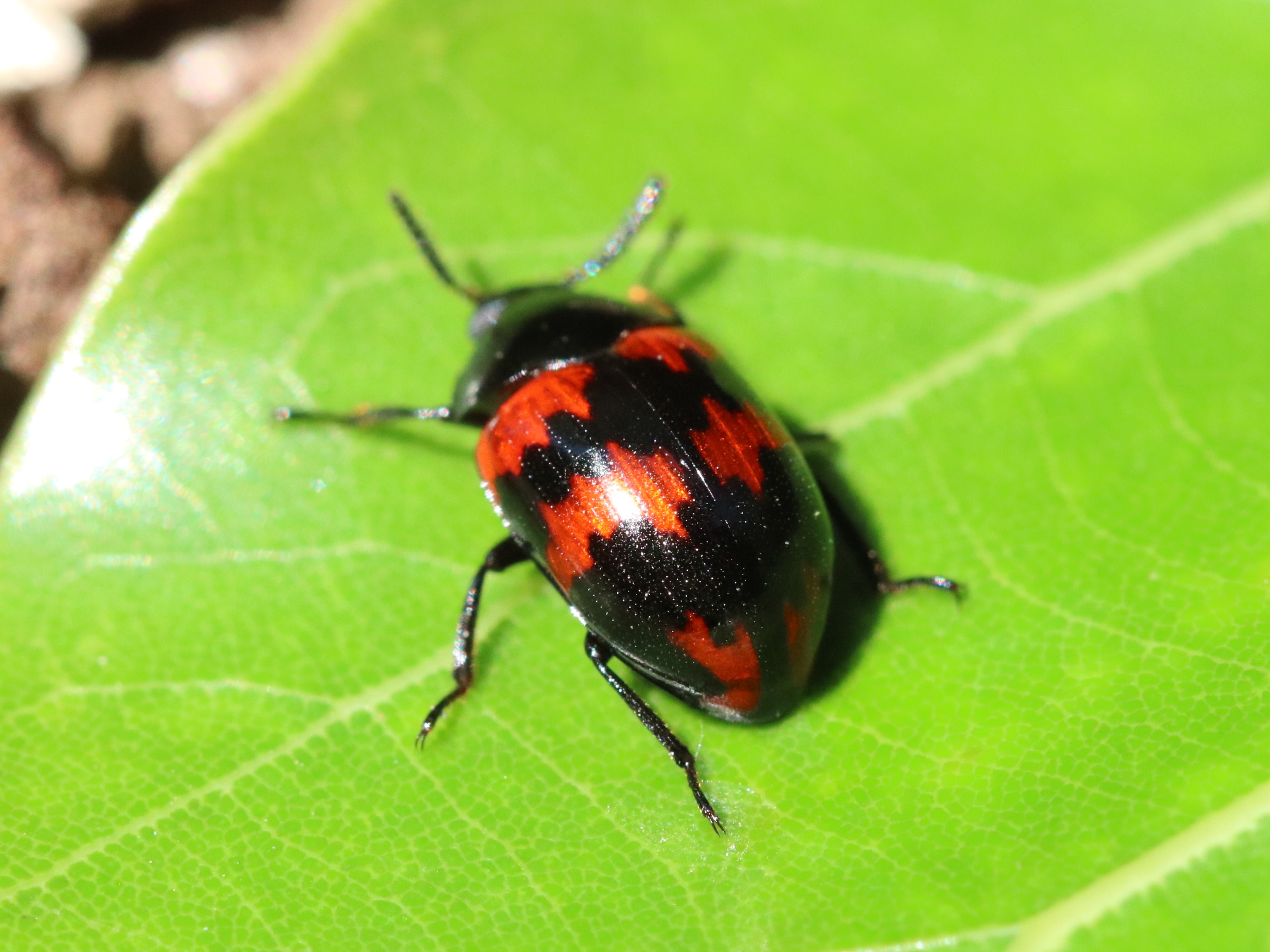 ウズベキスタン産　ゴミムシダマシ　26mm ゴミムシダマシ科 ベニモンキノコゴミムシダマシ♂