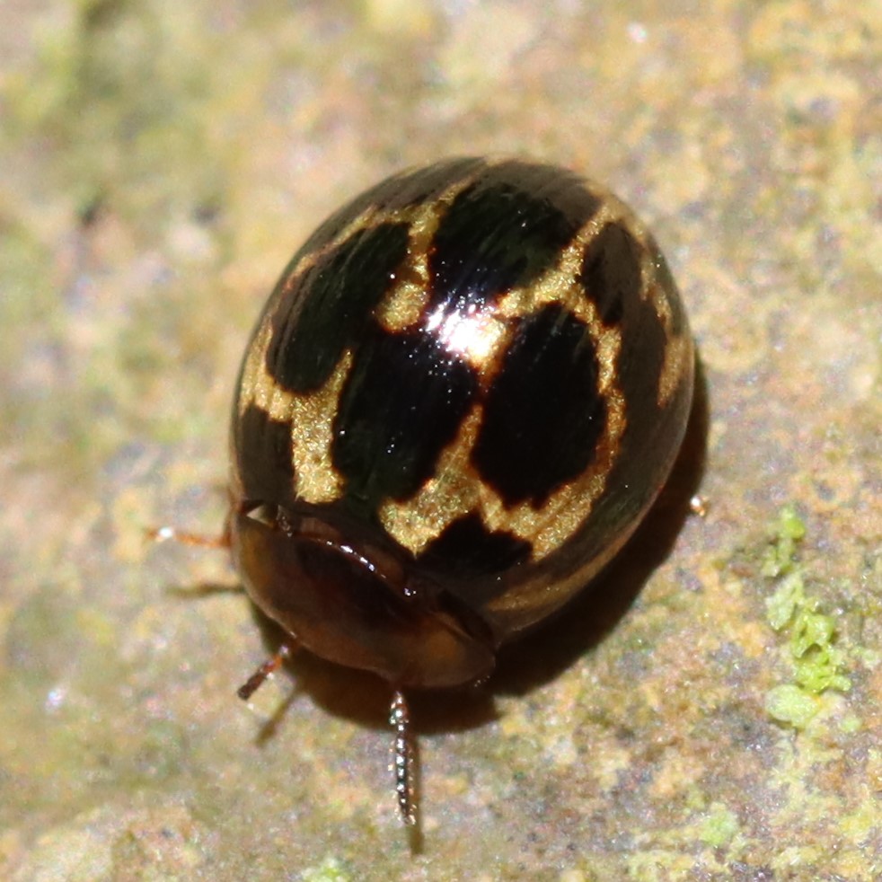 ゴミムシダマシ科