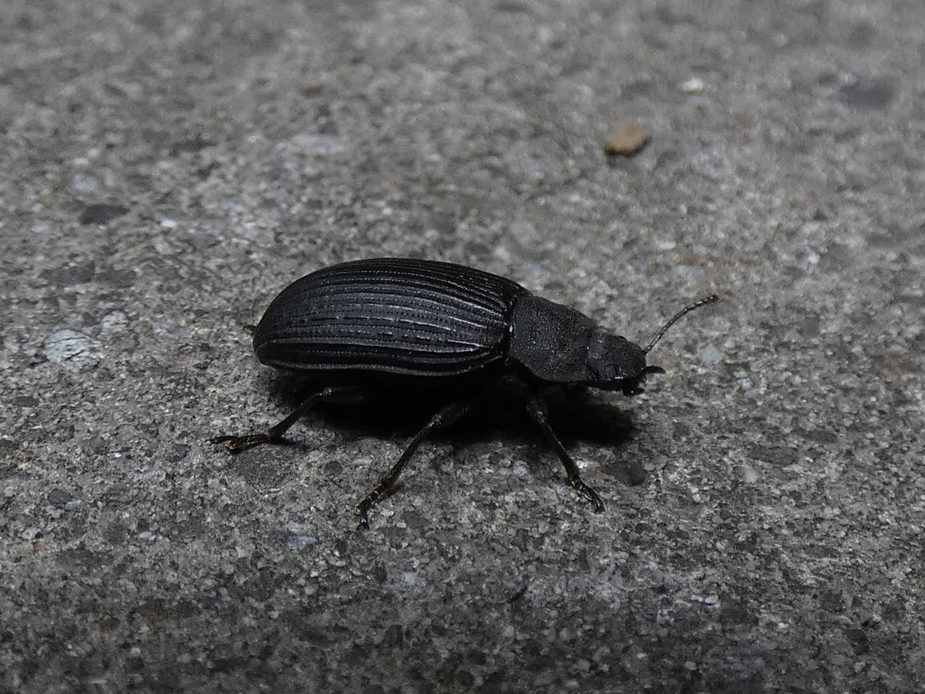 スジコガシラゴミムシダマシ