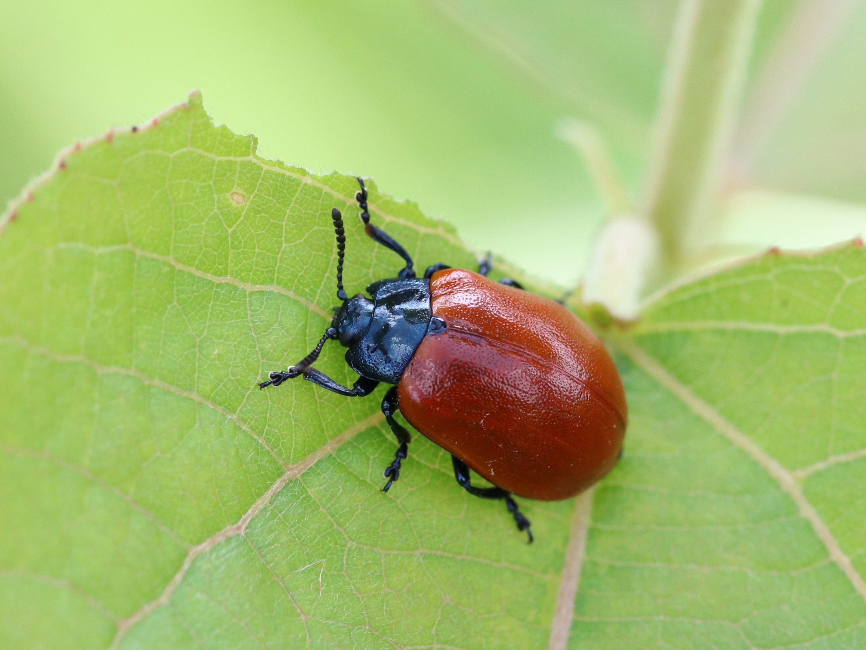 希少ブローチハムシ最大種！　Physonota dilatata.? Yahoo!オークション -「ブローチ?」(ペット、生き物) の落札相場