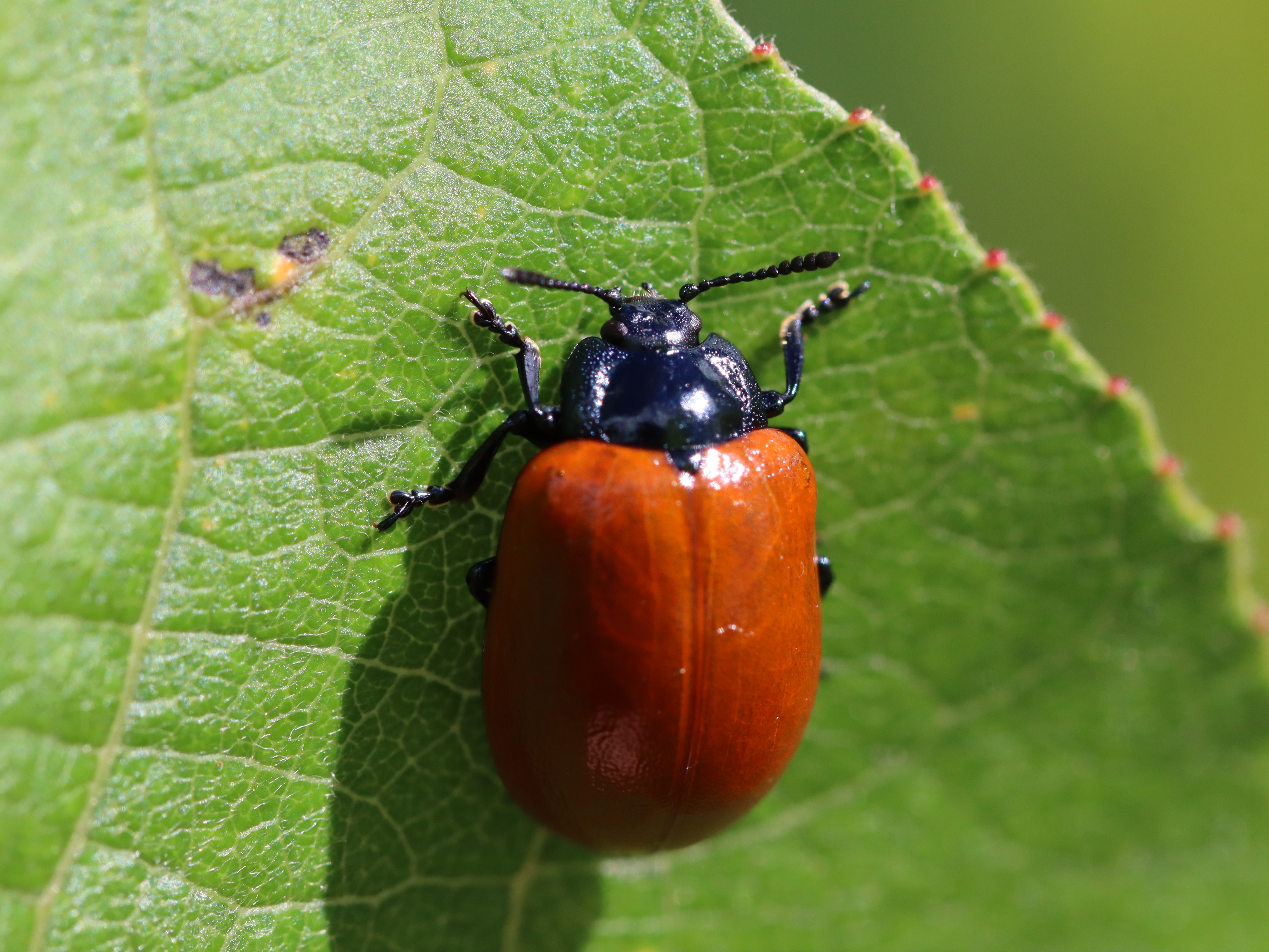 希少ブローチハムシ最大種！　Physonota dilatata.? Yahoo!オークション -「ブローチ?」(ペット、生き物) の落札相場