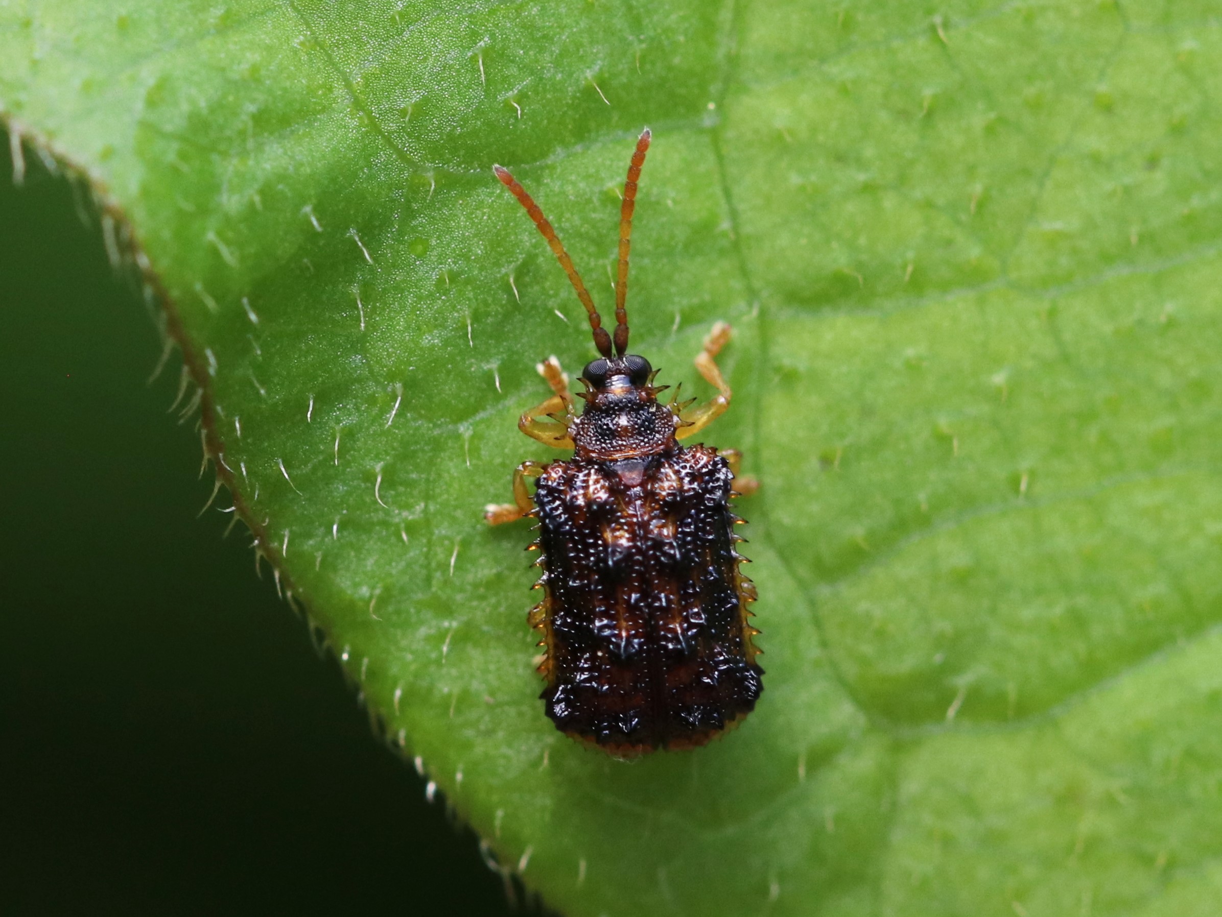 キベリトゲハムシ