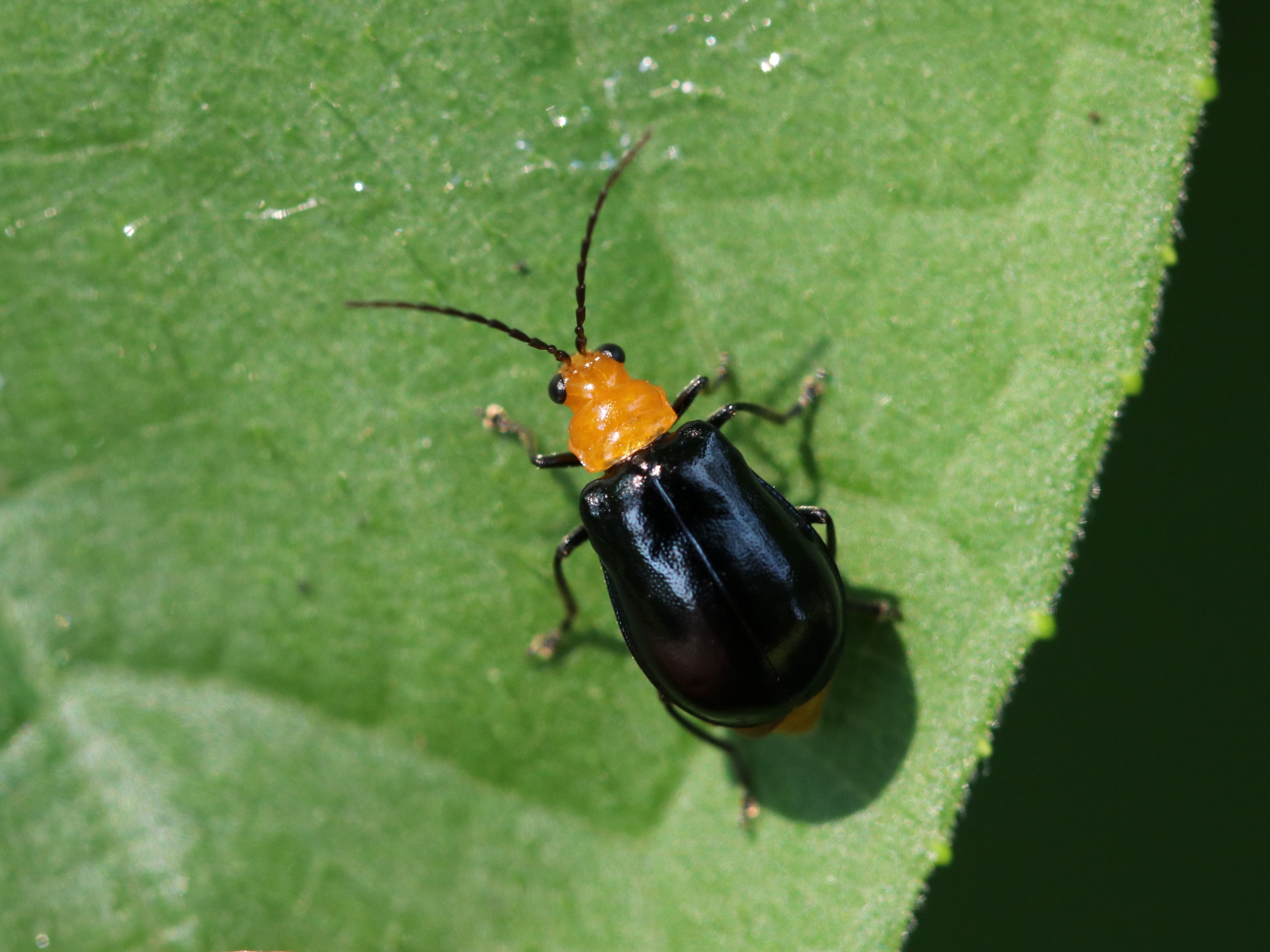 クロウリハムシ