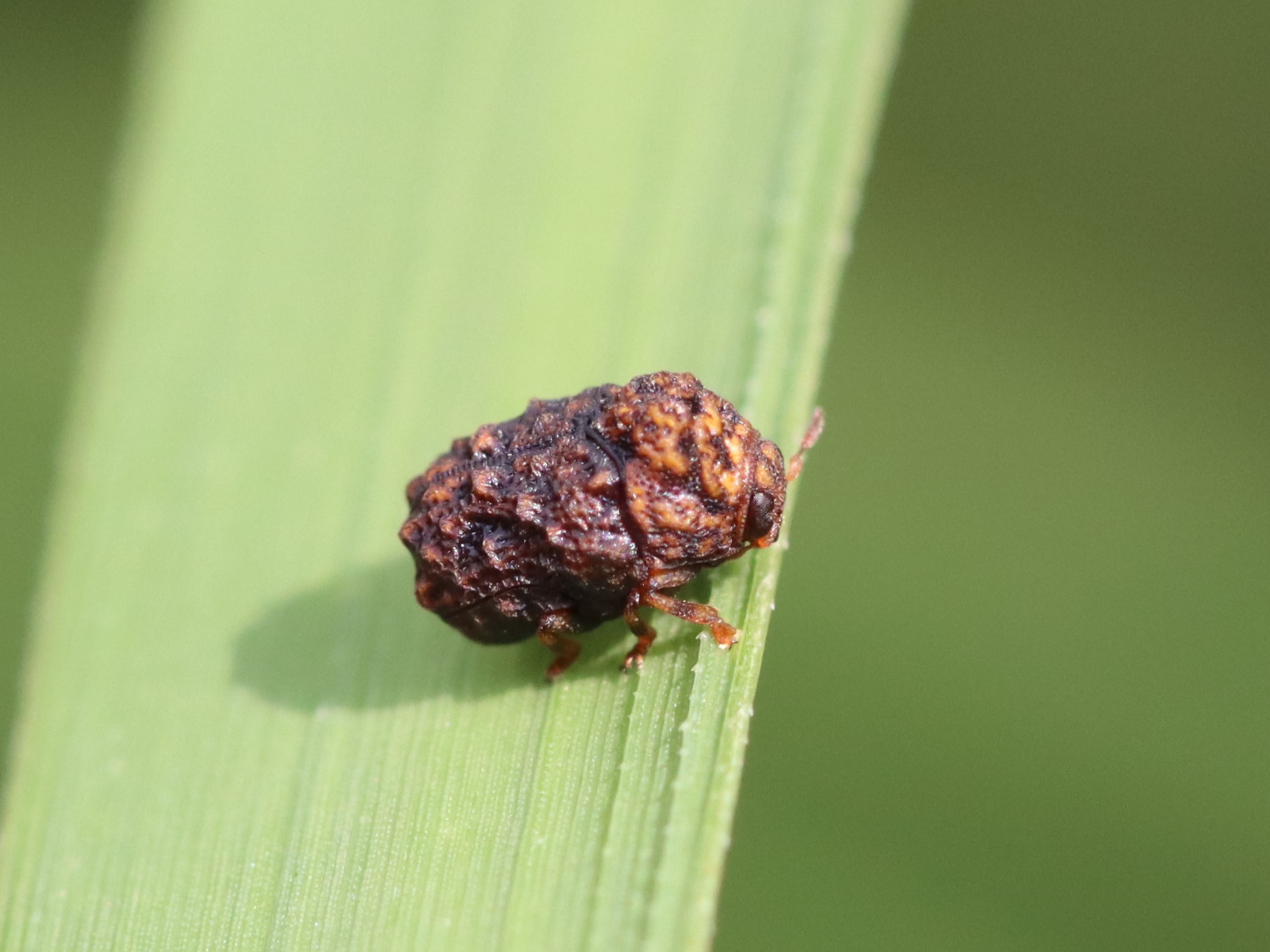 南米コブハムシの仲間 ２ 南米コブハムシの仲間 2 <0729z昆虫標本> 南北アメリカの甲虫