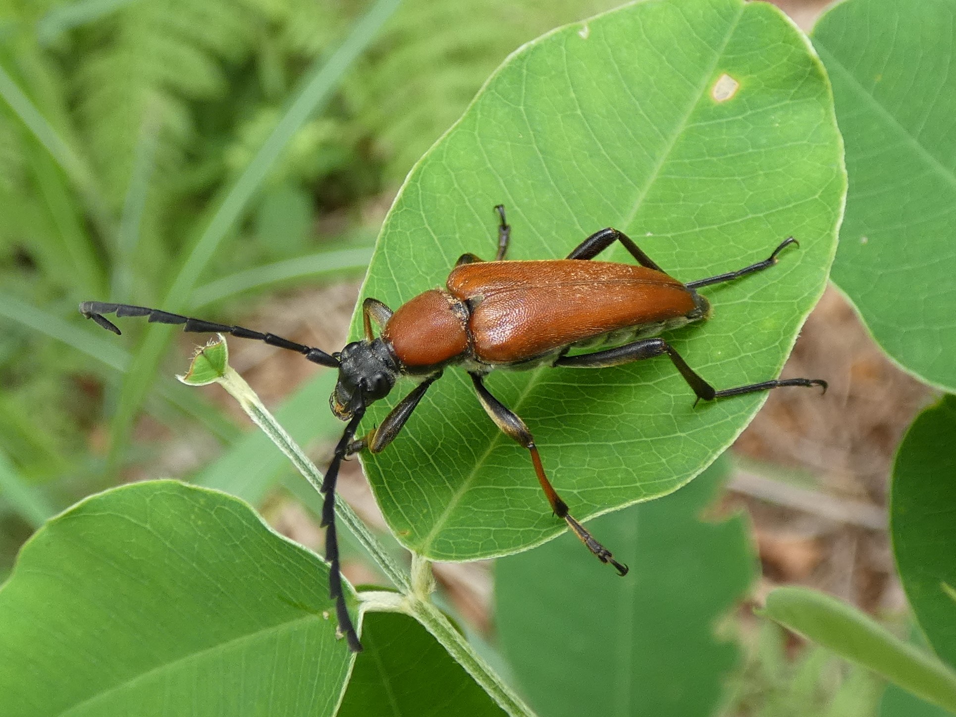 アカムネハナカミキリ　ペア カミキリムシ（日本産カミキリ970種写真公開）